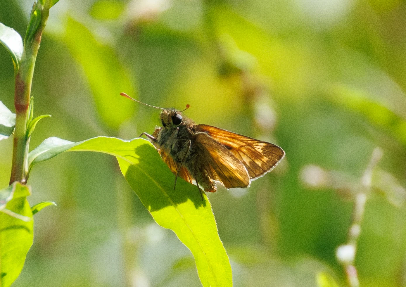 Large Skipper butterfly, Knepp, Horsham, West Sussex, UK — photo by Orlando Prugel-Bennett