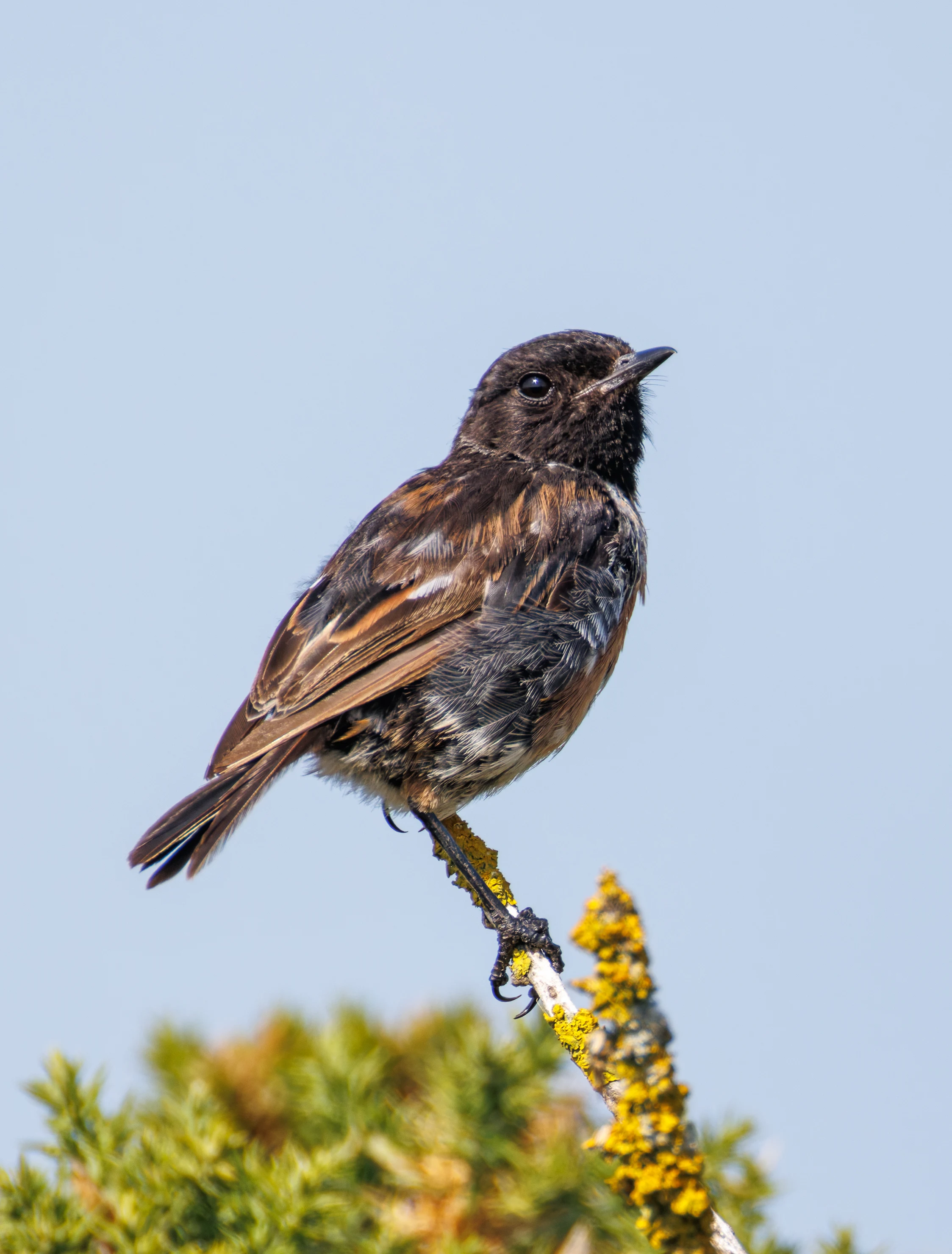 European Stonechat, Hamble, Hampshire, UK — photo by Orlando Prugel-Bennett