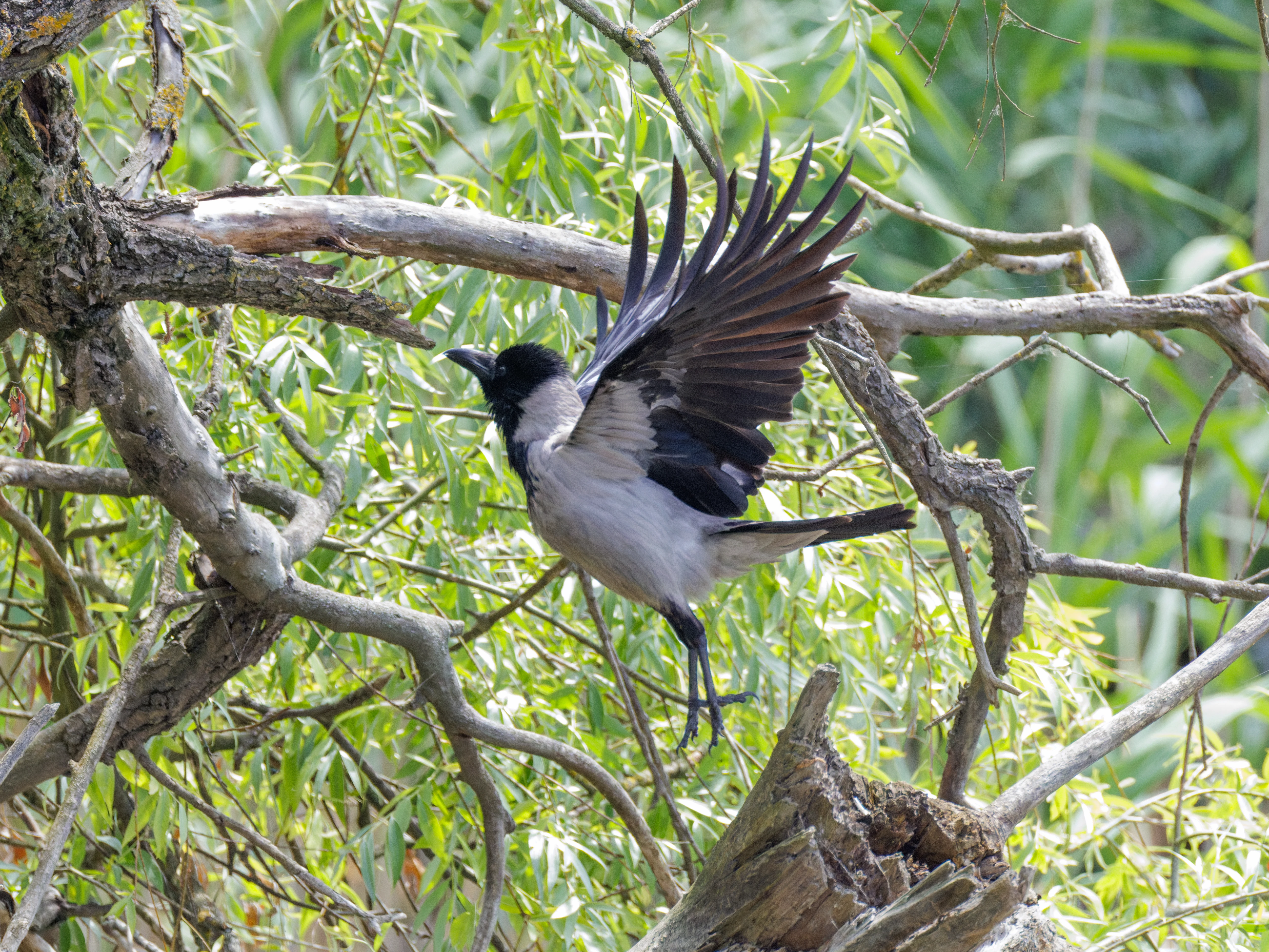 Hooded Crow, Danube Delta, Romania — photo by Orlando Prugel-Bennett