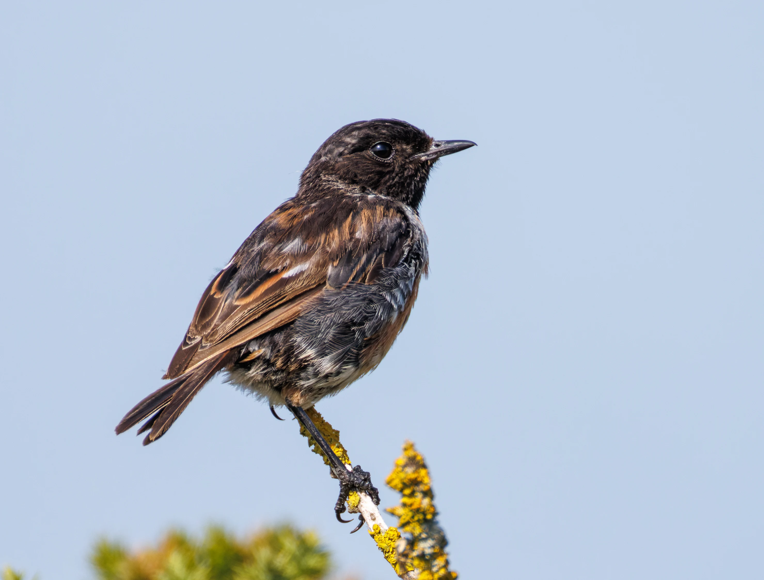 European Stonechat, Hamble, Hampshire, UK — photo by Orlando Prugel-Bennett