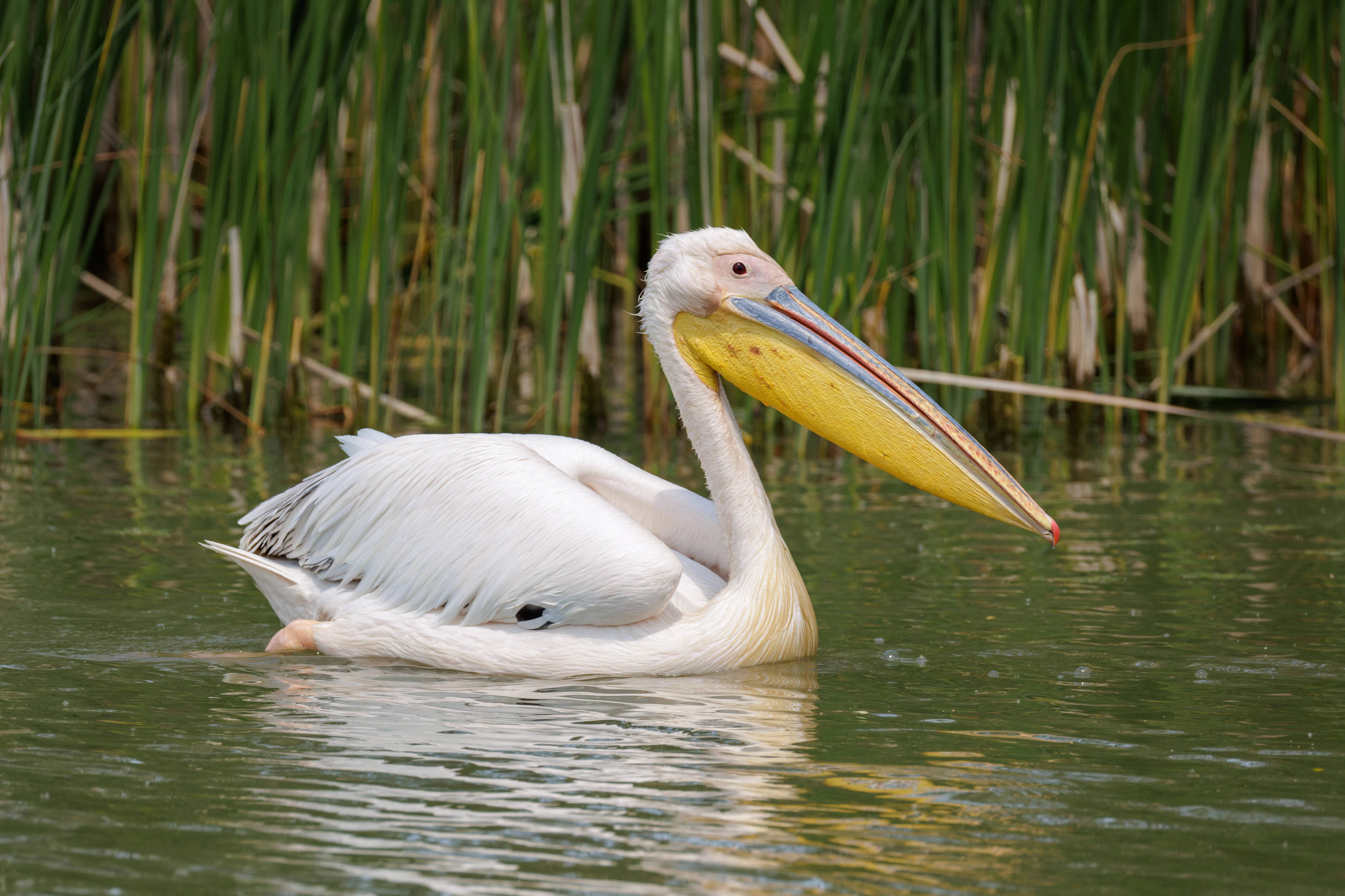 Great White Pelican, Danube Delta, Romania — photo by Orlando Prugel-Bennett