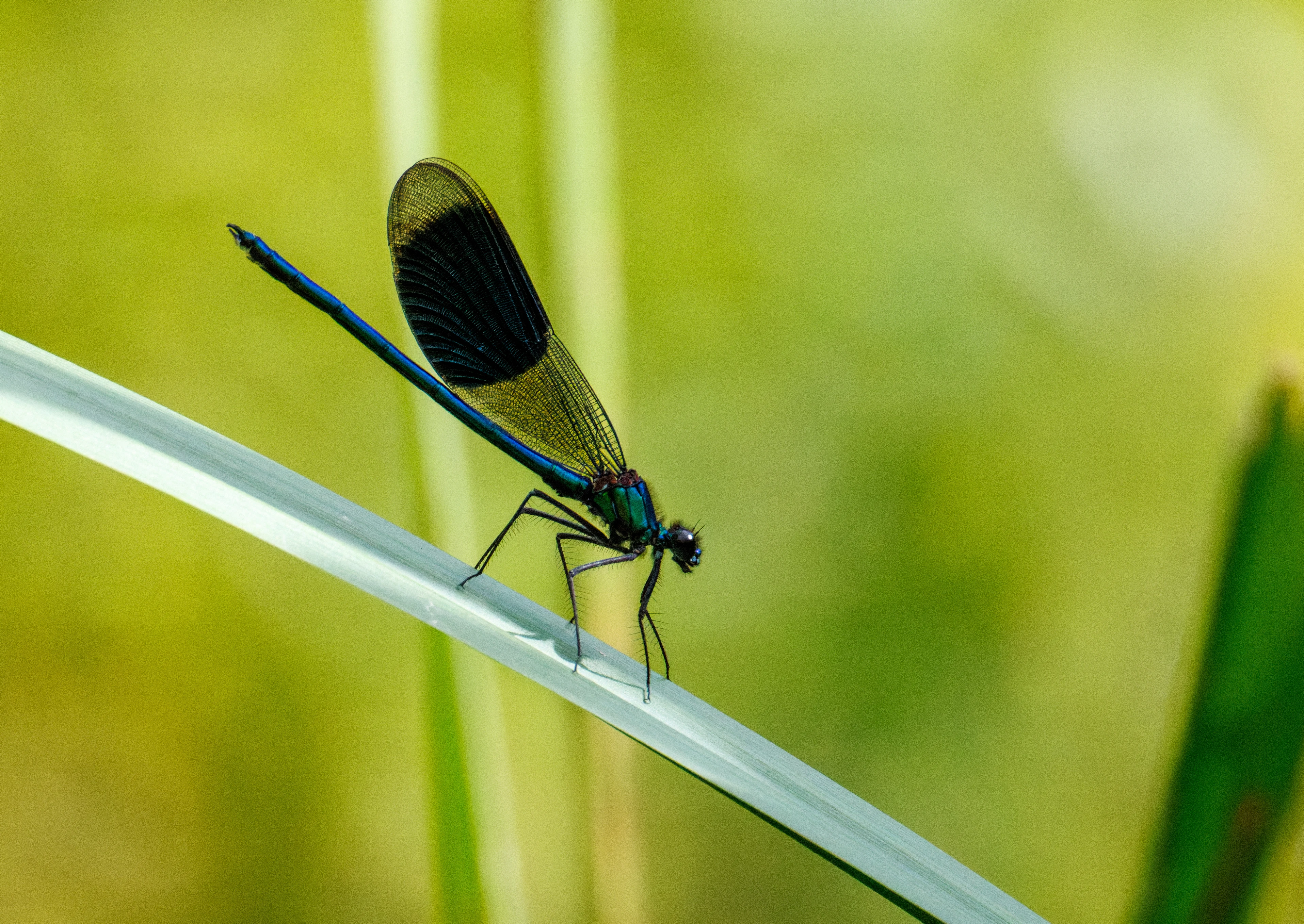 Banded Demoiselle, Knepp, Horsham, West Sussex, UK — photo by Orlando Prugel-Bennett