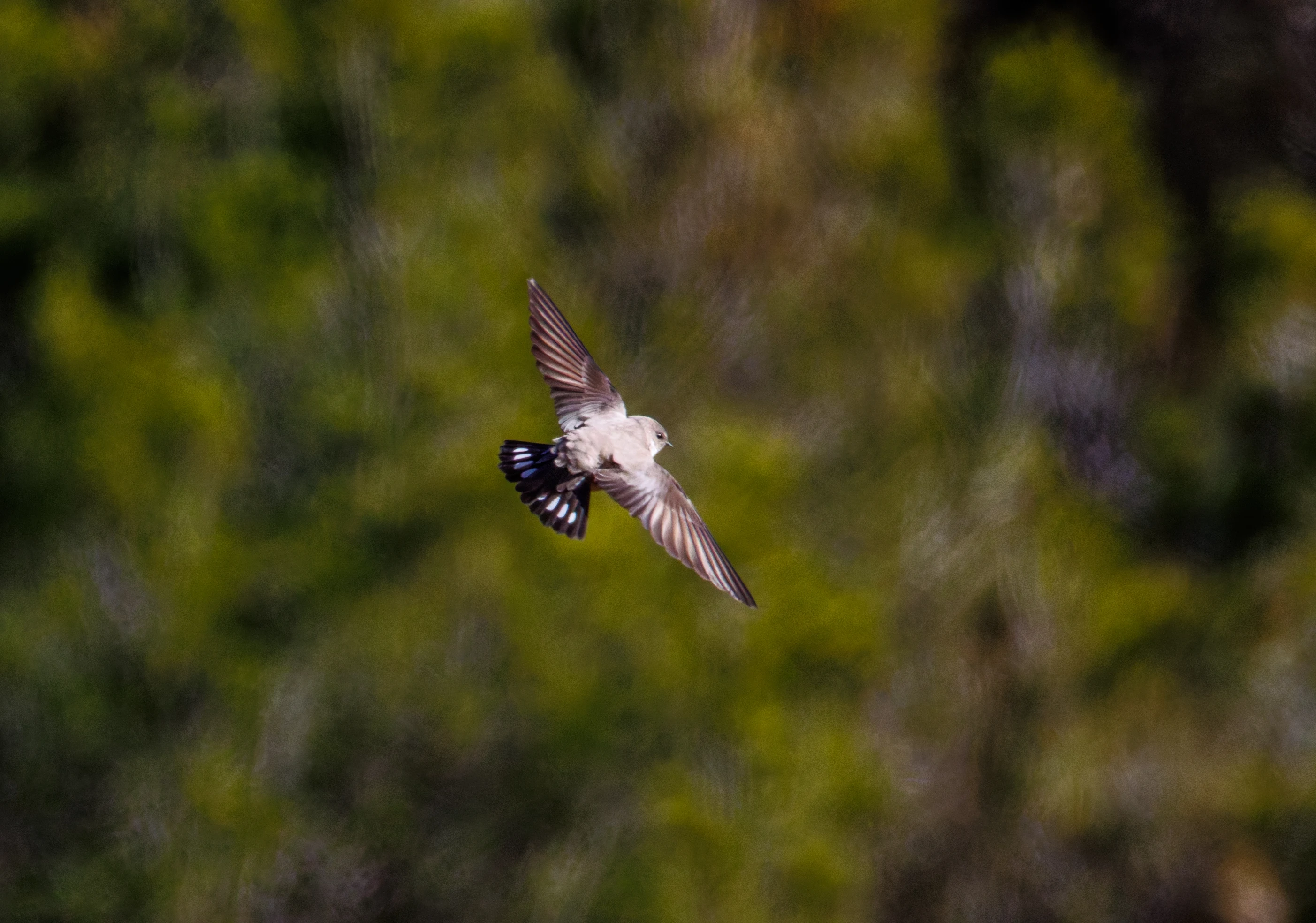 Crag Martin, Maigmo, Alicante, Spain — photo by Orlando Prugel-Bennett