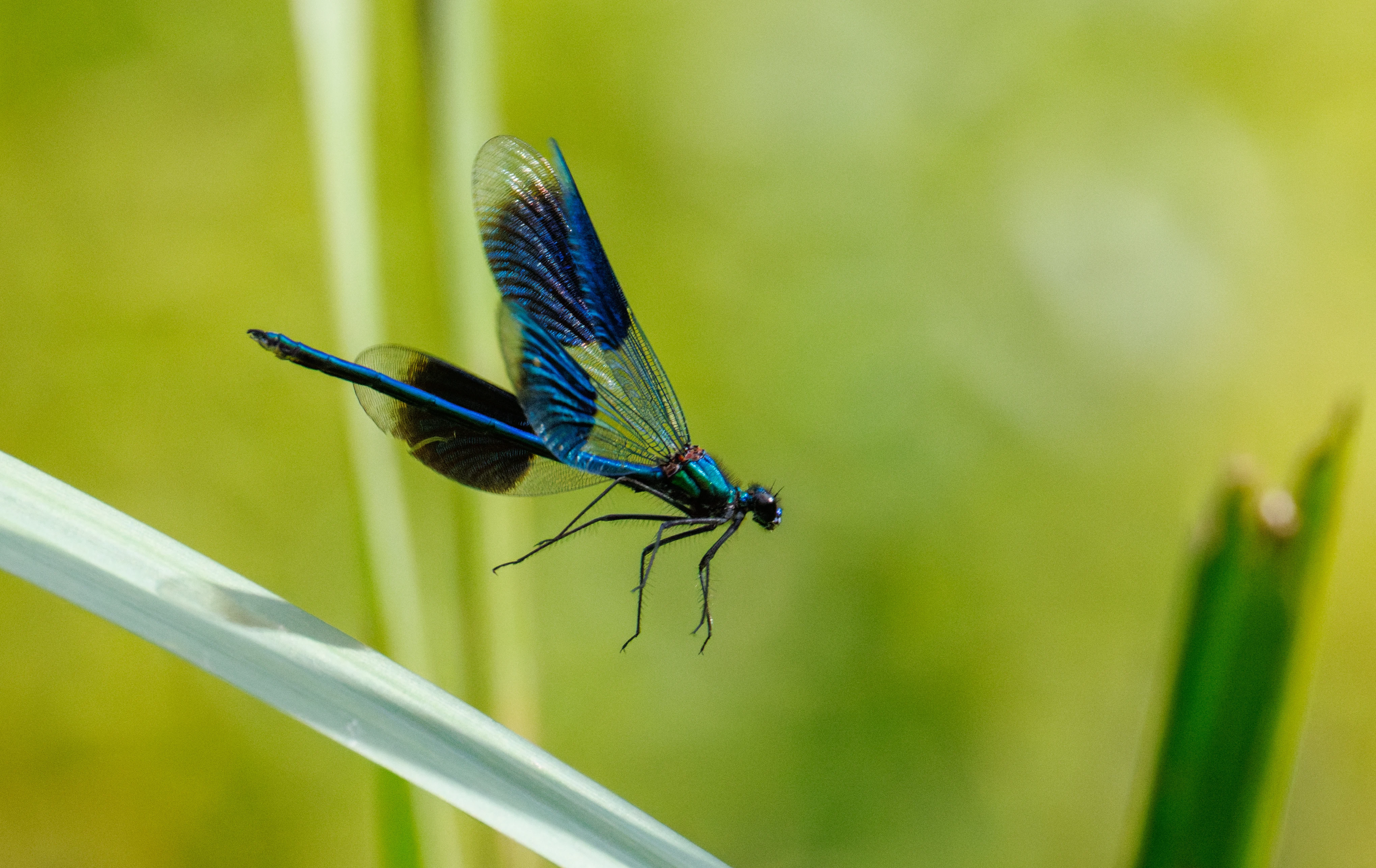 Banded Demoiselle, Knepp, Horsham, West Sussex, UK — photo by Orlando Prugel-Bennett