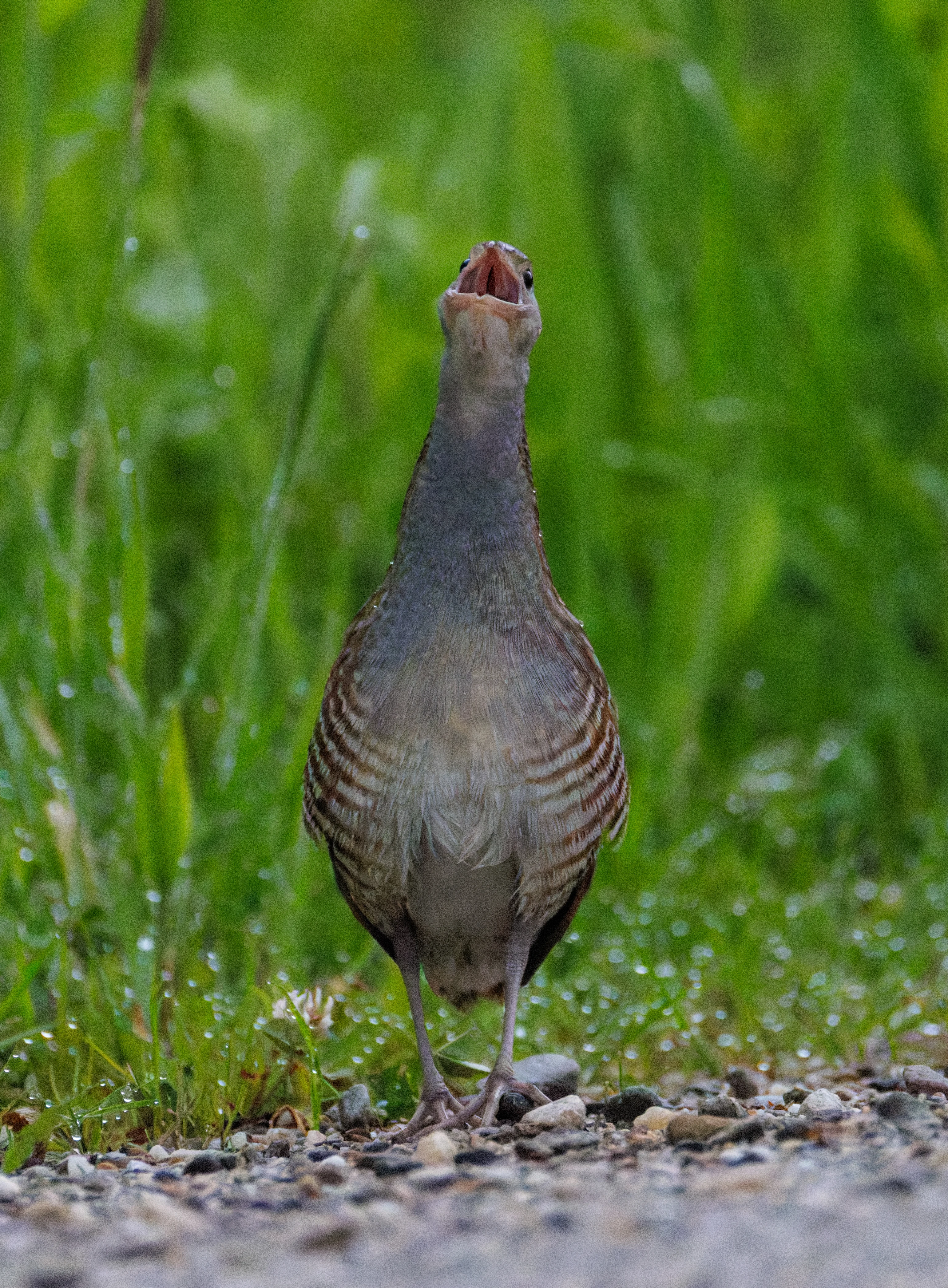 Corncrake, Transylvania, Romania — photo by Orlando Prugel-Bennett