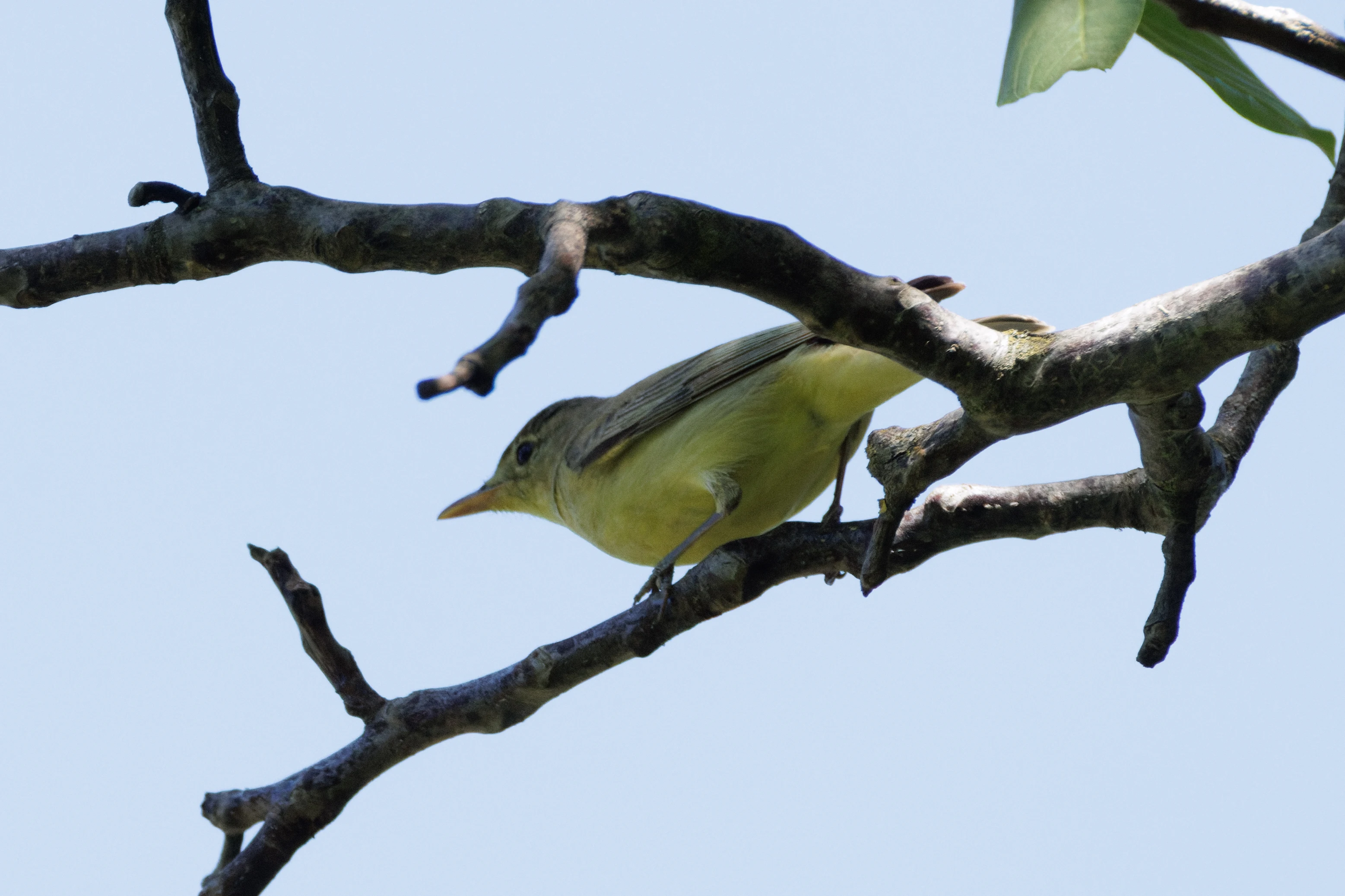 Icterine Warbler, Romanian Steppe, Romania — photo by Orlando Prugel-Bennett