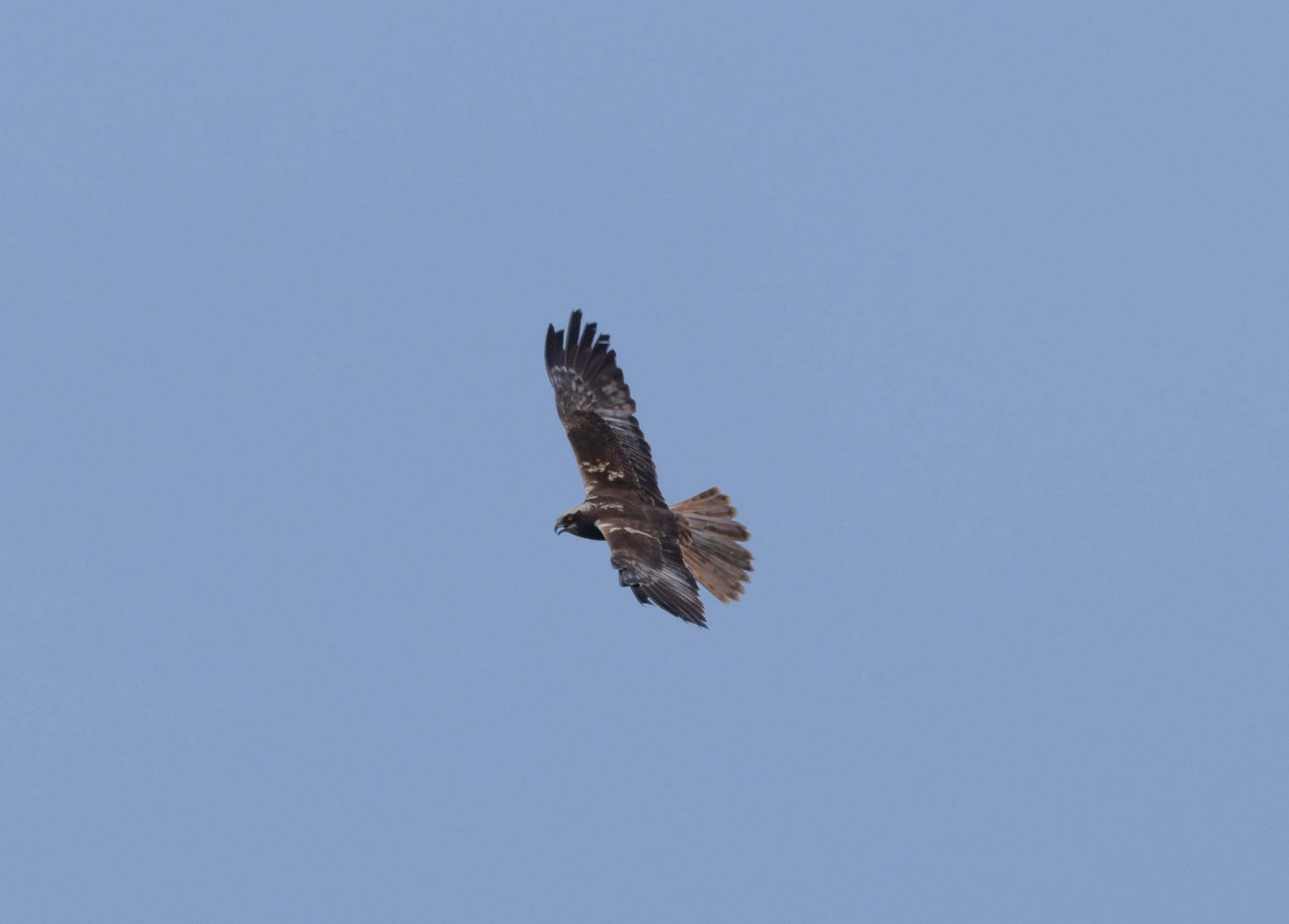 White-tailed Eagle, Danube Delta, Romania — photo by Orlando Prugel-Bennett