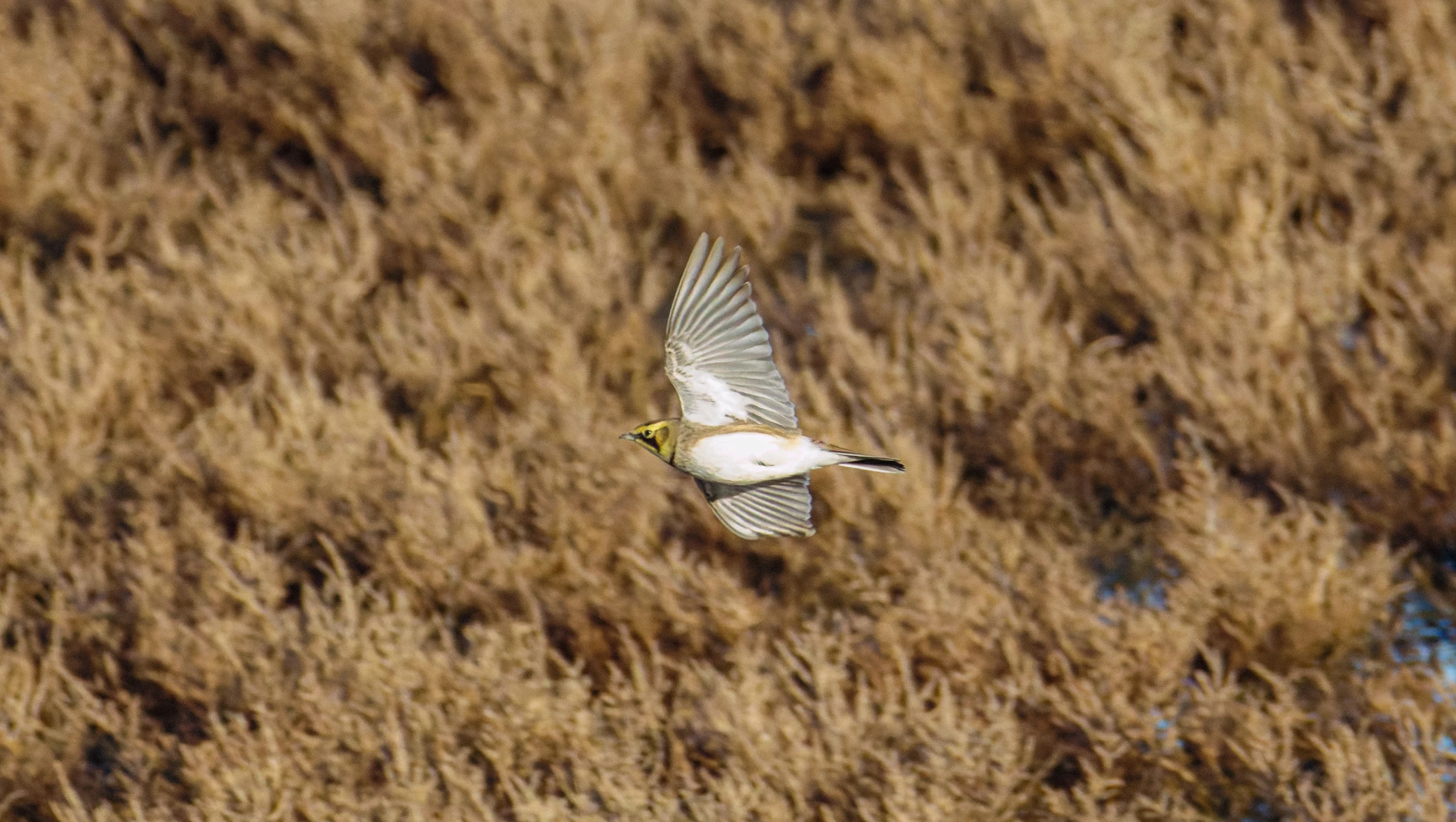 Shore Lark, Zeeland, Netherlands — photo by Orlando Prugel-Bennett