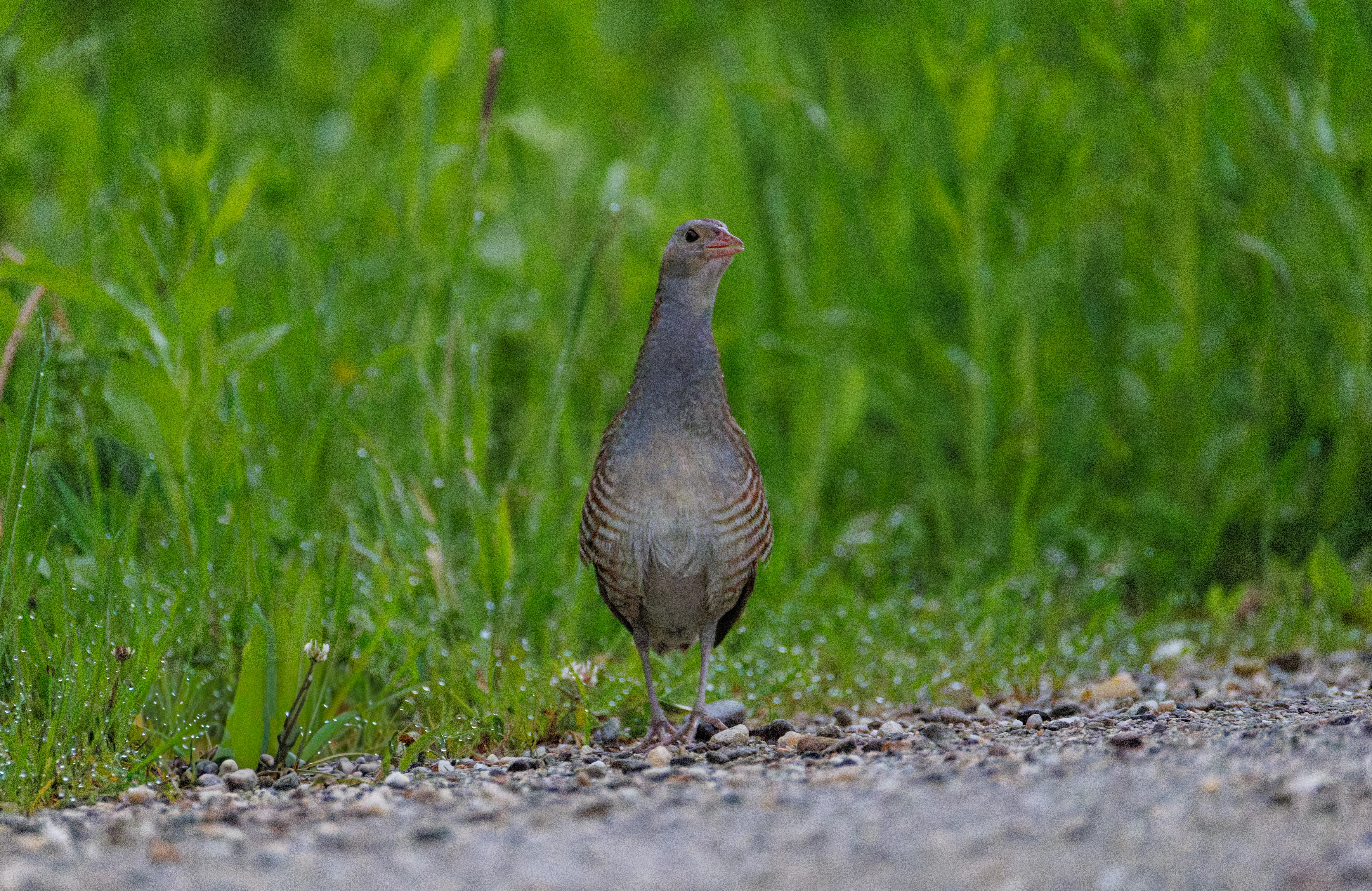 Corncrake, Transylvania, Romania — photo by Orlando Prugel-Bennett