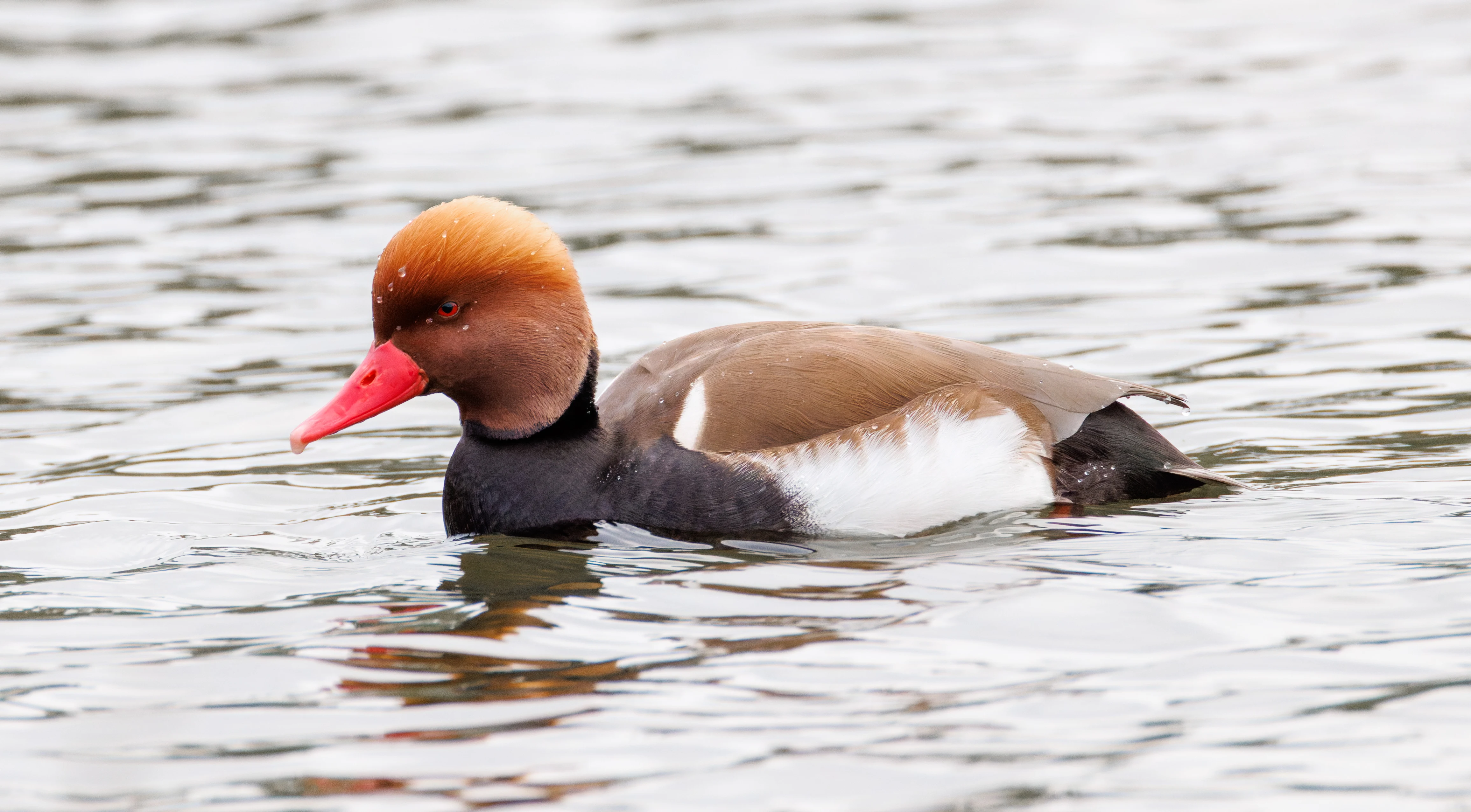 Red-crested Pochard, Clot de Galvany, Alicante, Spain — photo by Orlando Prugel-Bennett