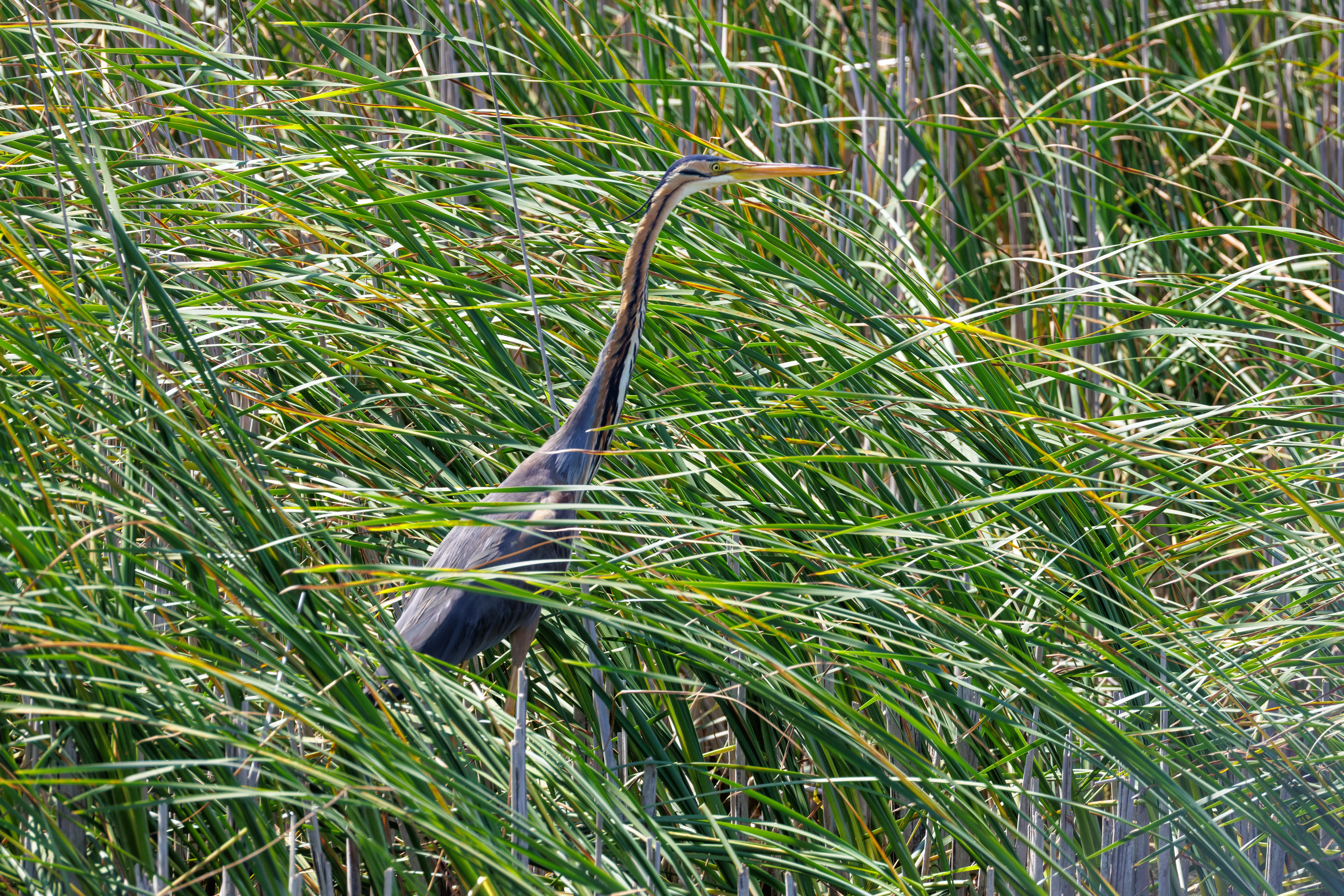 Purple Heron, Danube Delta, Romania — photo by Orlando Prugel-Bennett