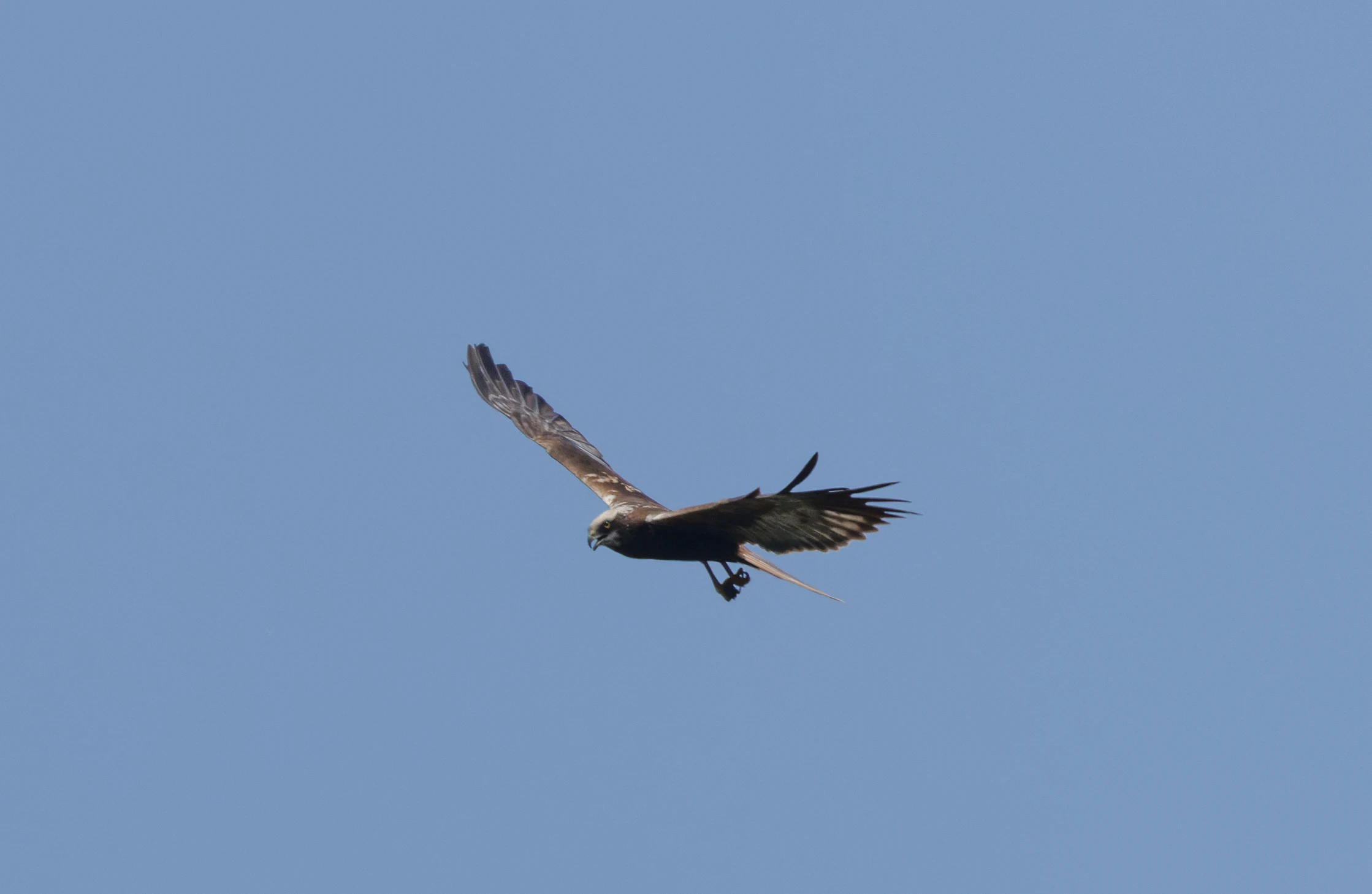 White-tailed Eagle, Danube Delta, Romania — photo by Orlando Prugel-Bennett