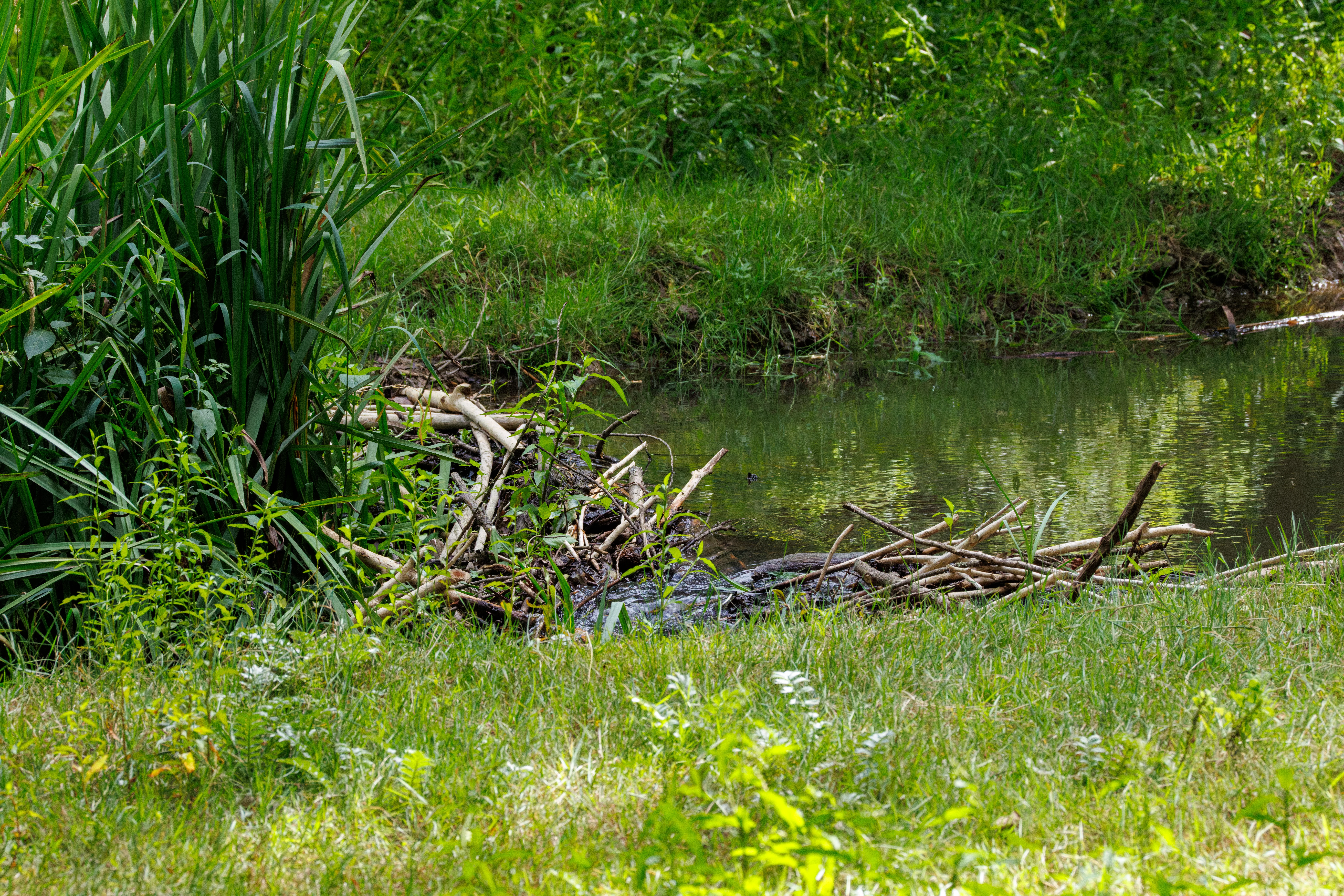 Beaver dam in river, Knepp, Horsham, West Sussex, UK — photo by Orlando Prugel-Bennett