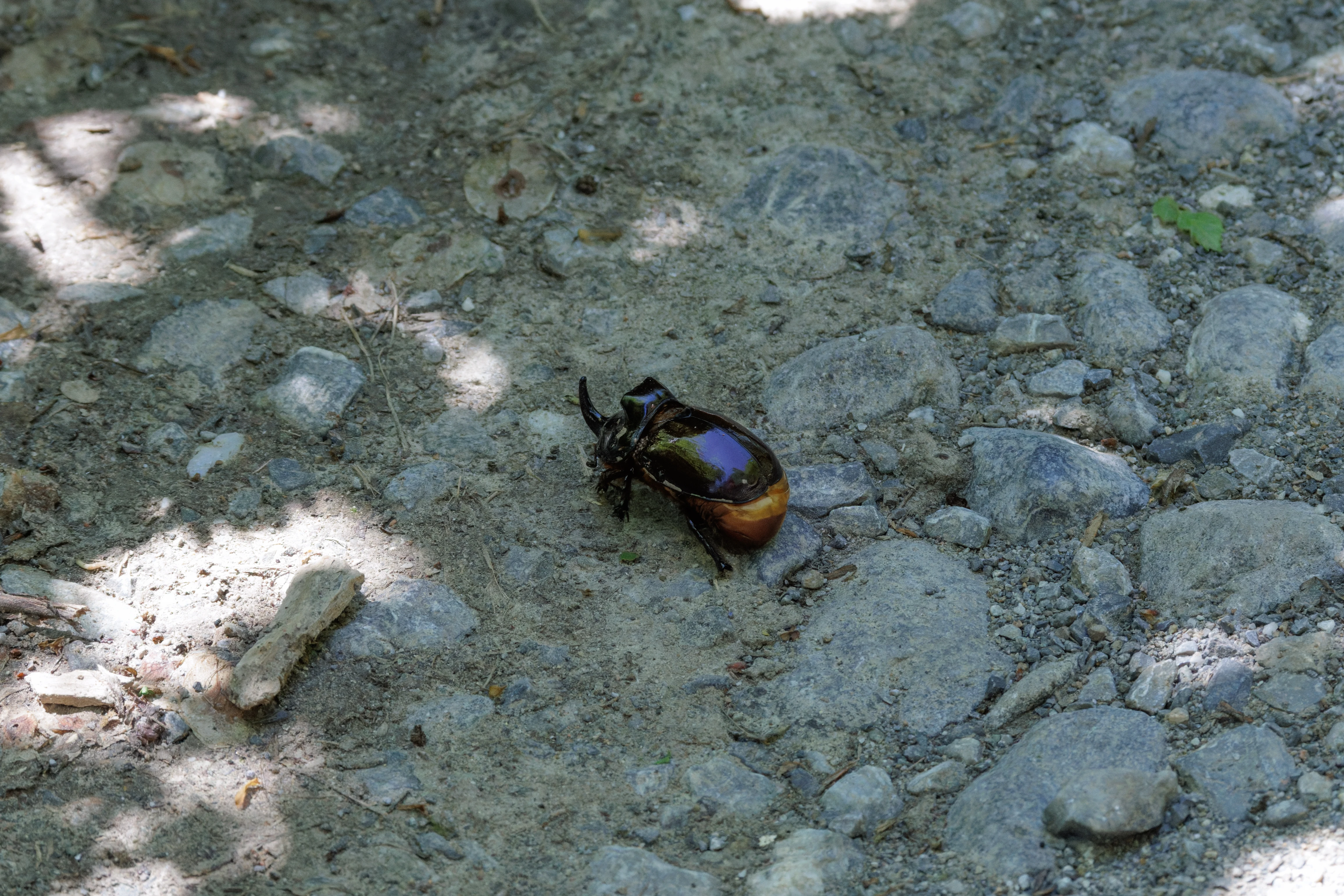 Rhinoceros Beetle, Romanian Steppe, Romania — photo by Orlando Prugel-Bennett