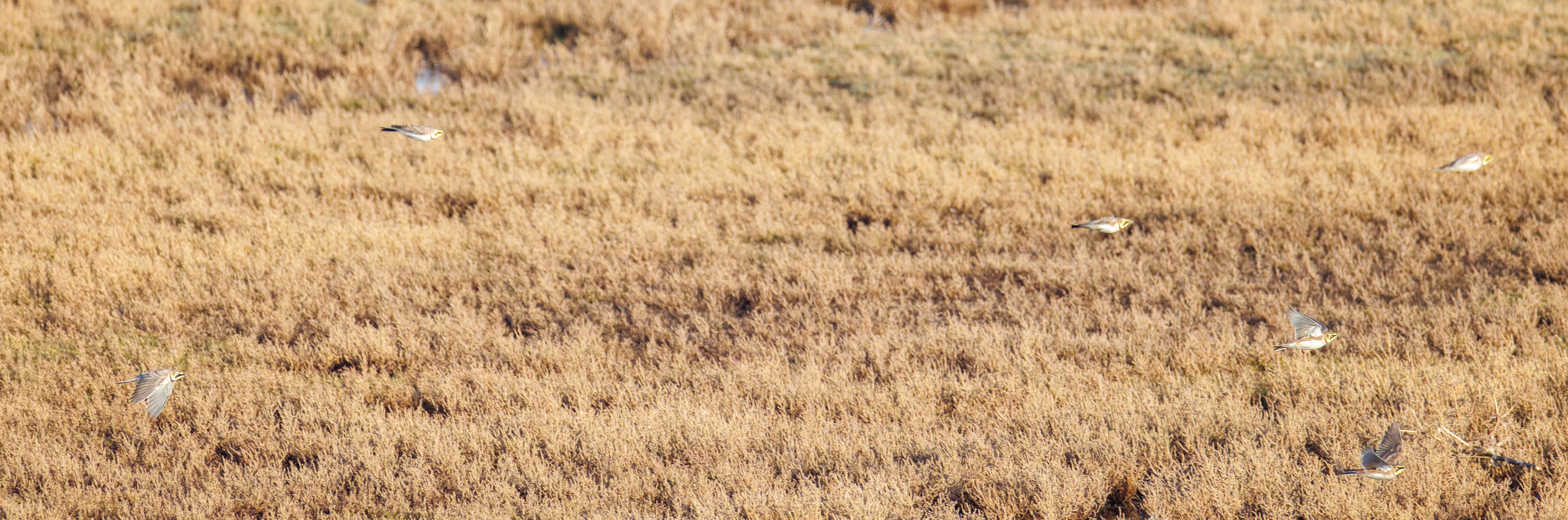 Shore Larks, UK — photo by Orlando Prugel-Bennett