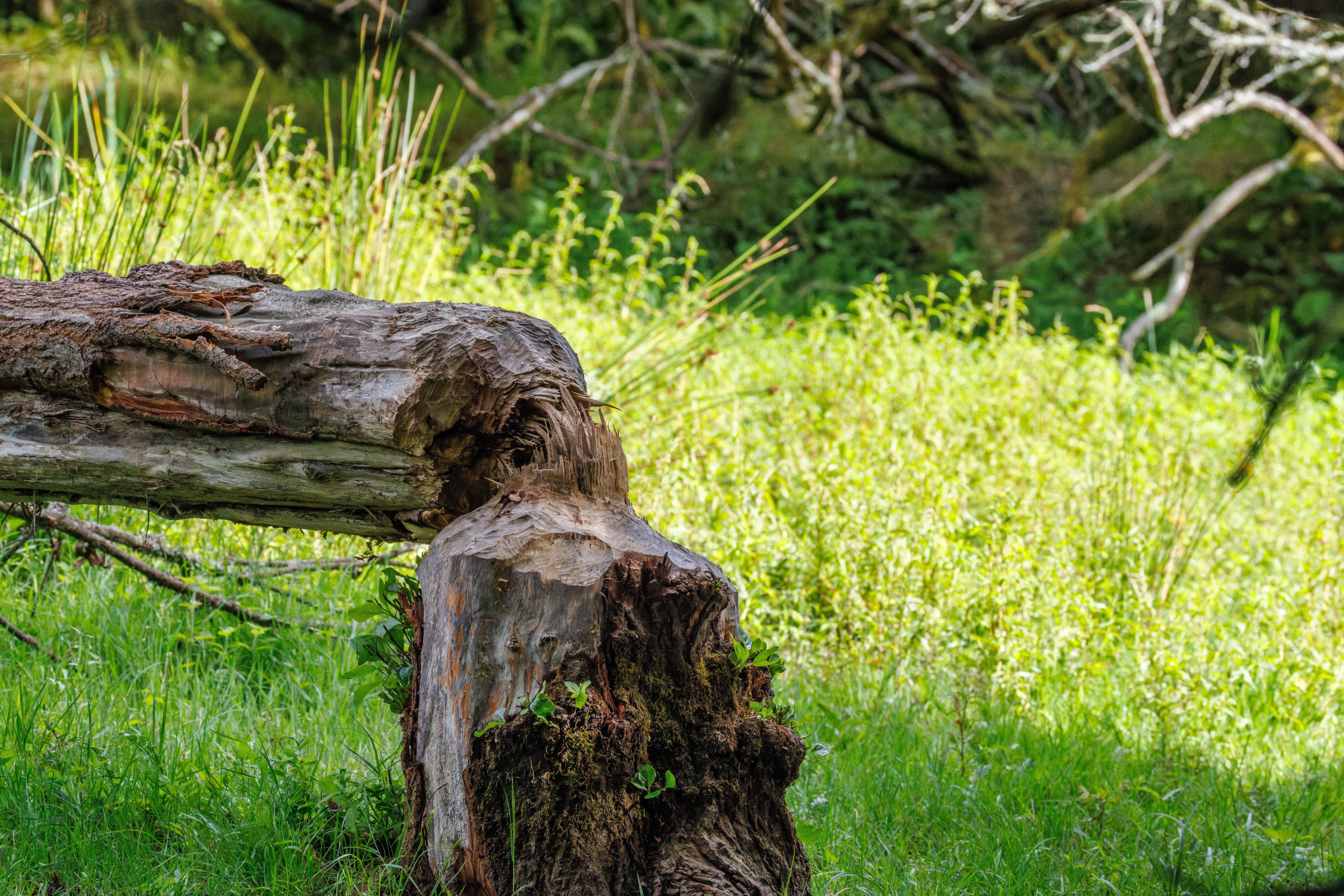 Tree trunk chopped by beaver  in grassy woodland, Knepp, Horsham, West Sussex, UK — photo by Orlando Prugel-Bennett