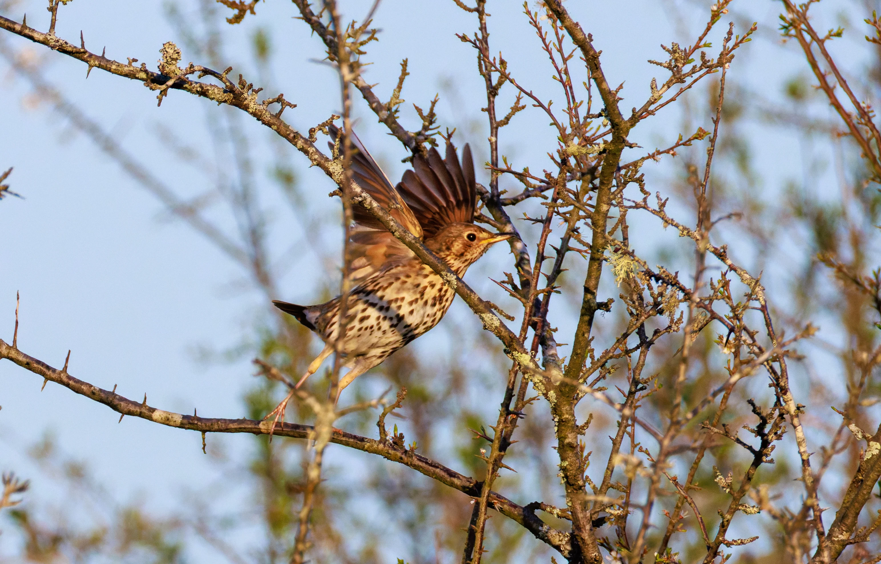 Song Thrush, Pig Bush, Hampshire, UK — photo by Orlando Prugel-Bennett