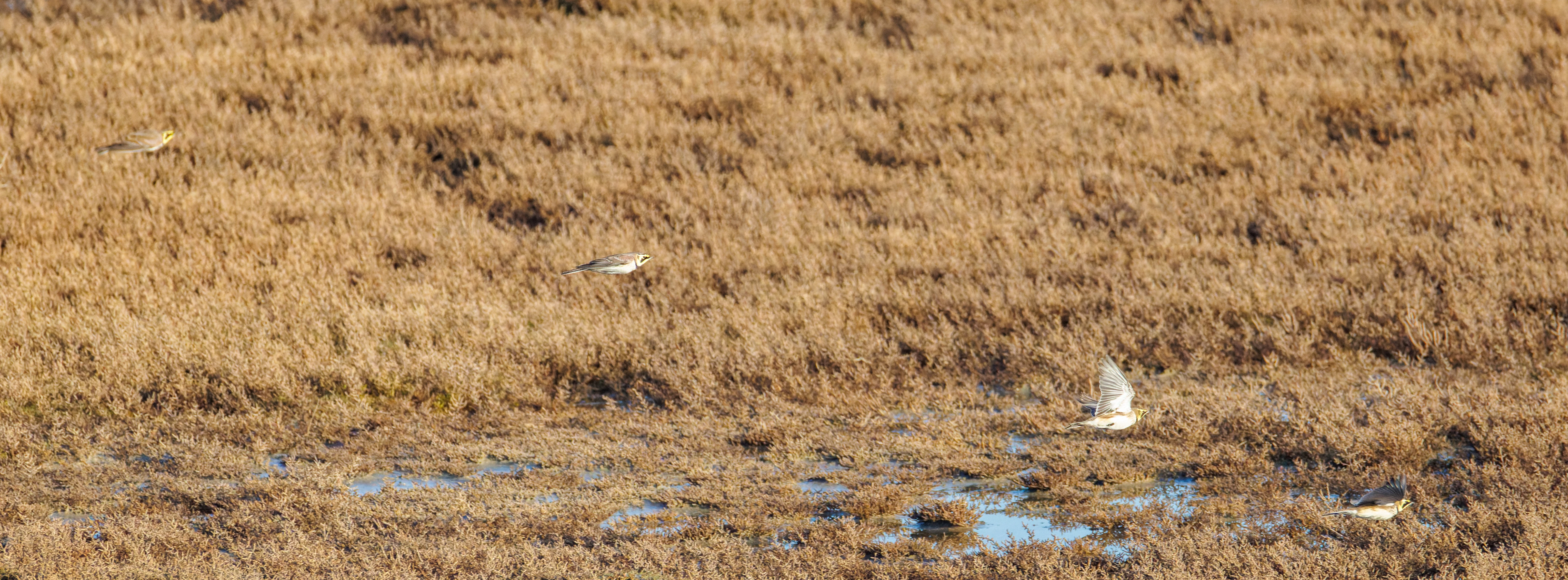 Shore Larks, UK — photo by Orlando Prugel-Bennett