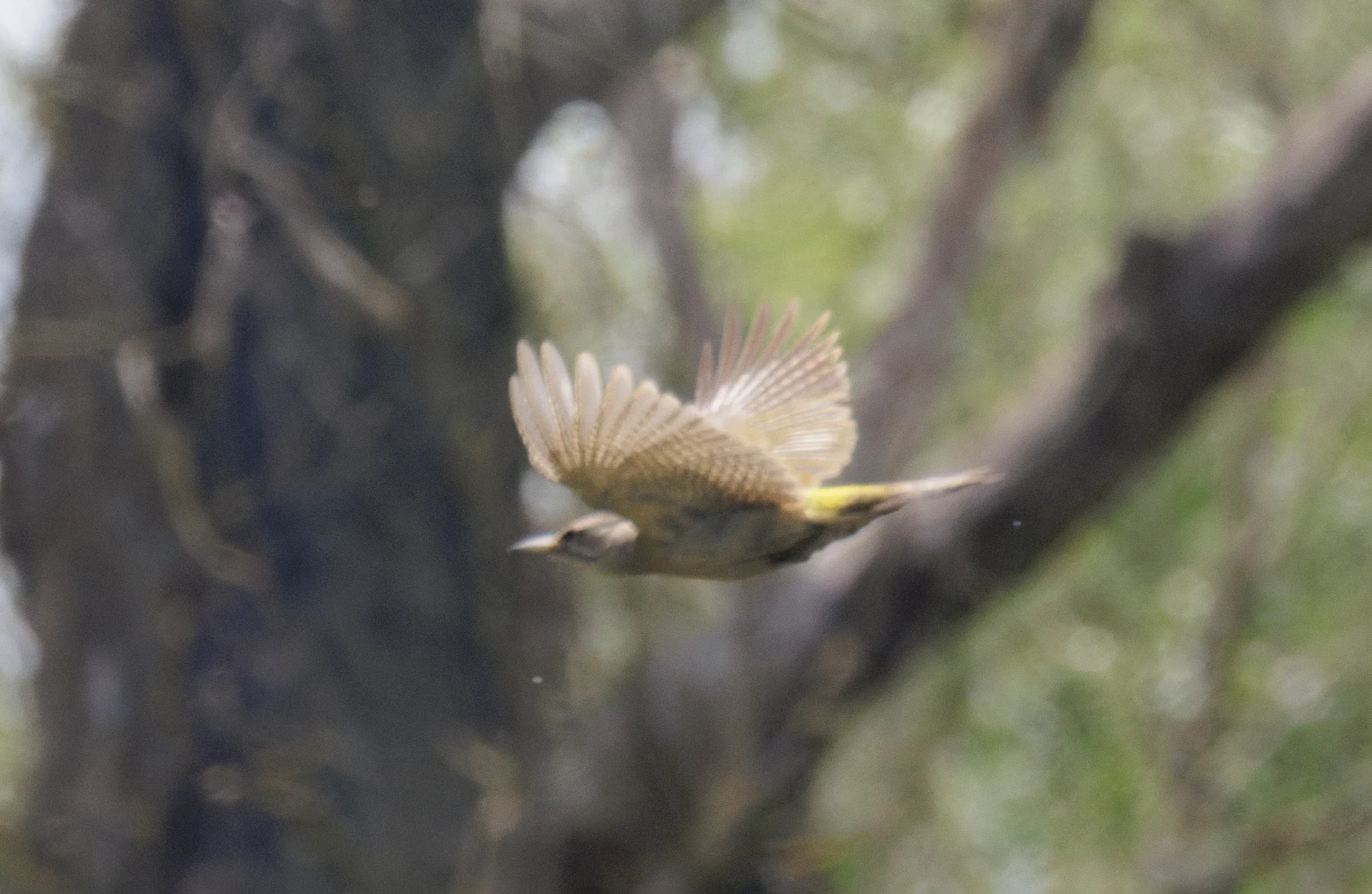 Grey-headed woodpecker, Danube Delta, Romania — photo by Orlando Prugel-Bennett