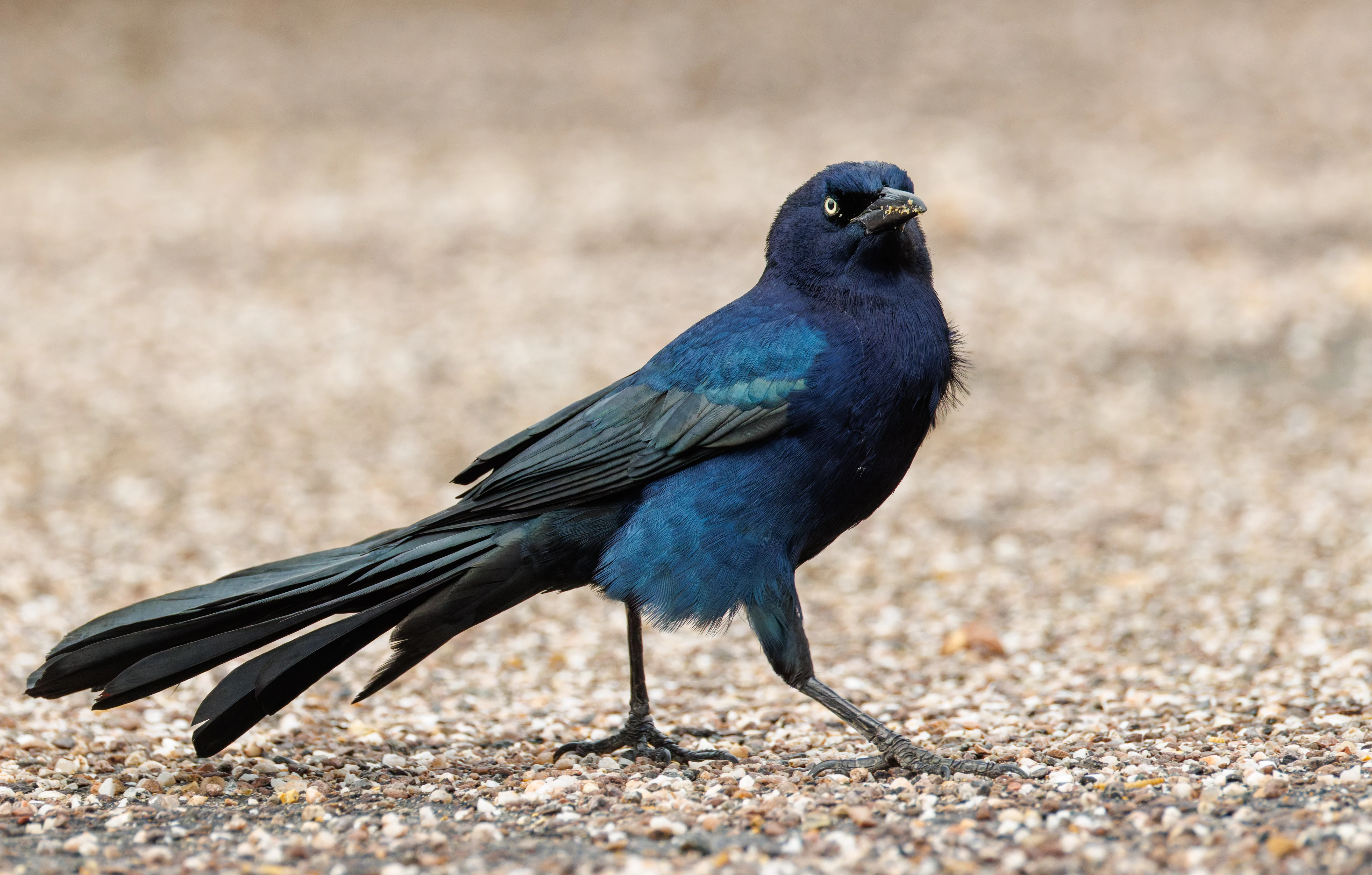 Great-Tailed Grackle, Calshot, Hampshire, UK — photo by Orlando Prugel-Bennett