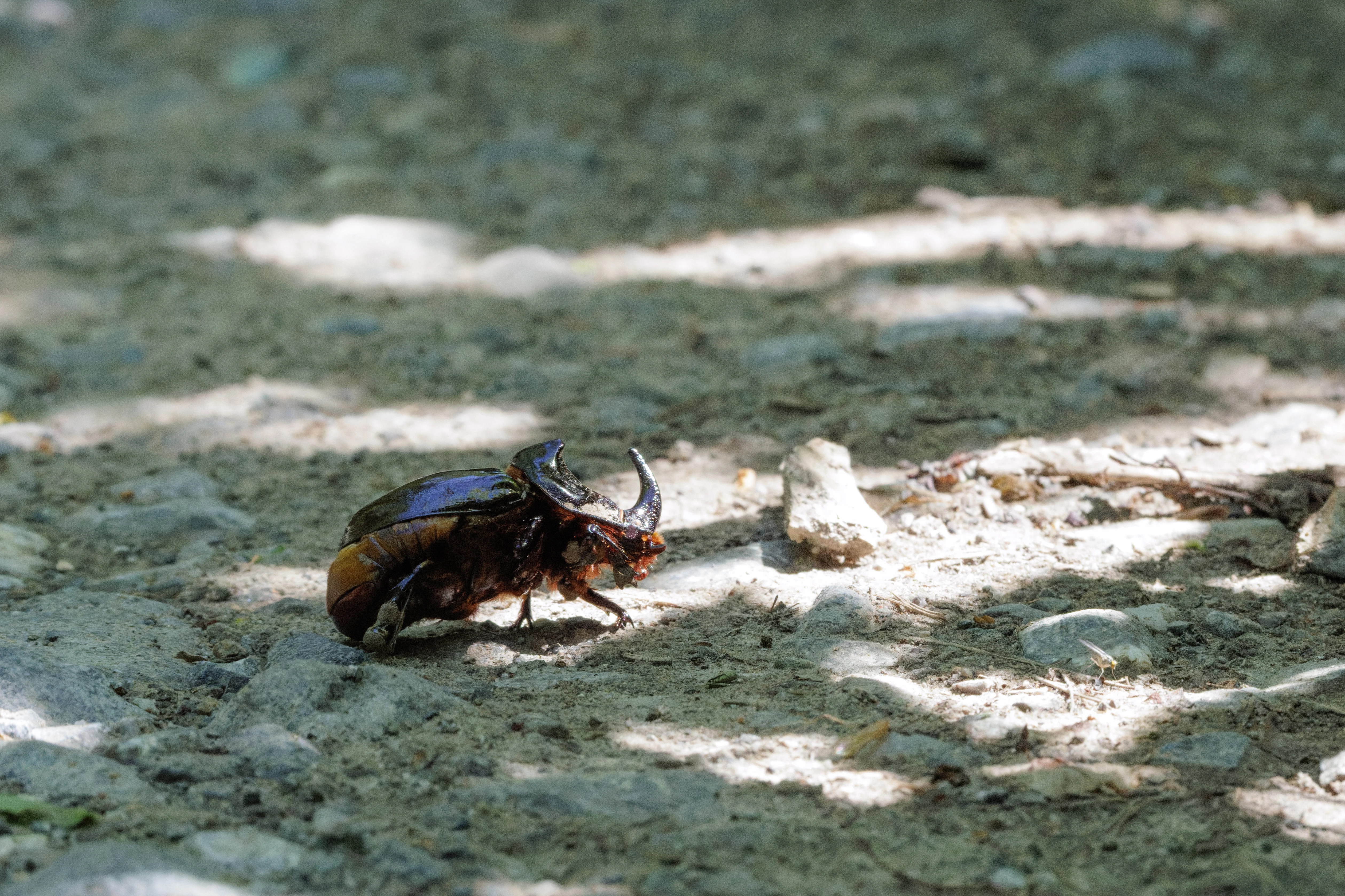 Rhinoceros Beetle, Romanian Steppe, Romania — photo by Orlando Prugel-Bennett