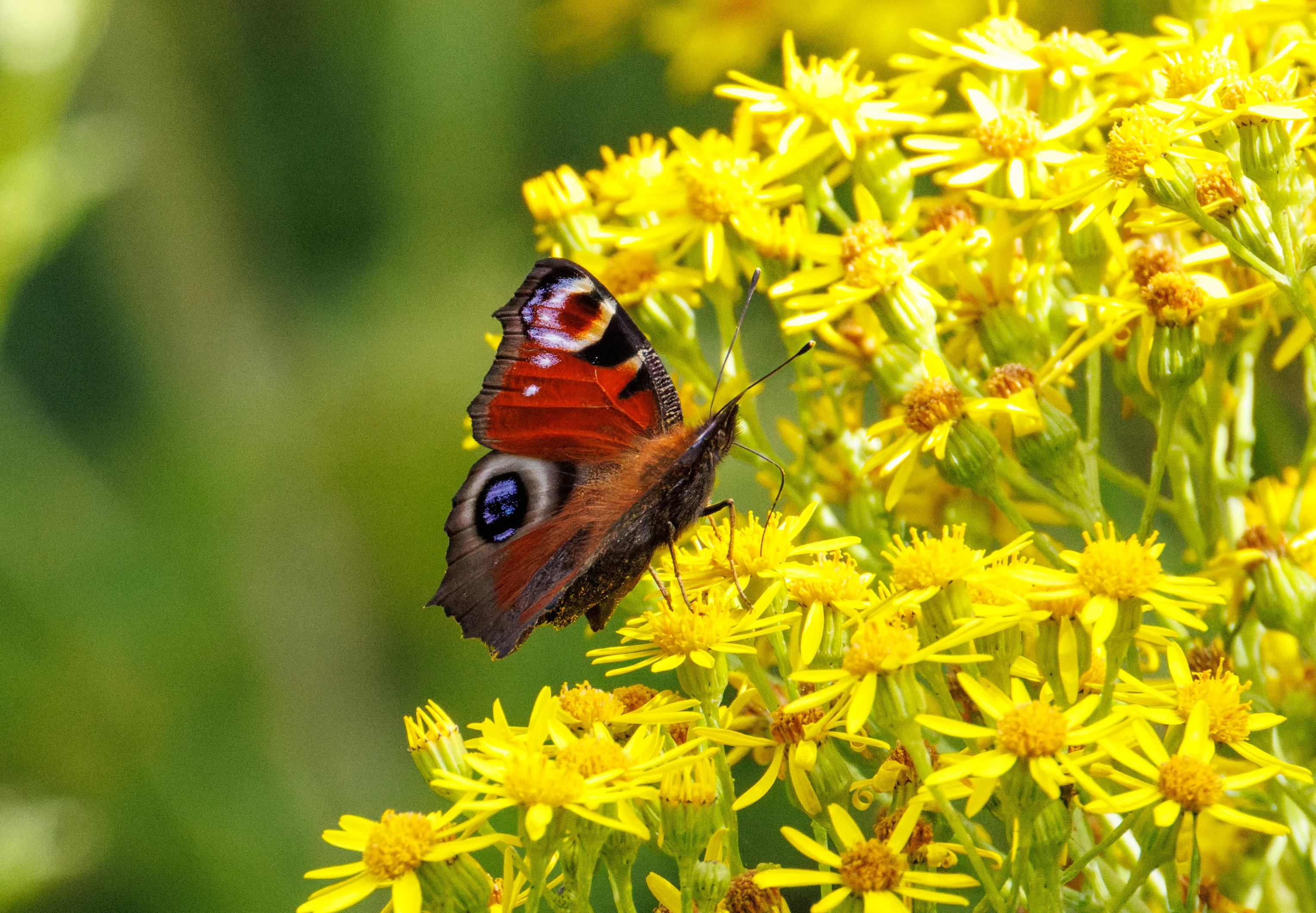 Peacock Butterfly on Ragwort, Knepp, Horsham, West Sussex, UK — photo by Orlando Prugel-Bennett
