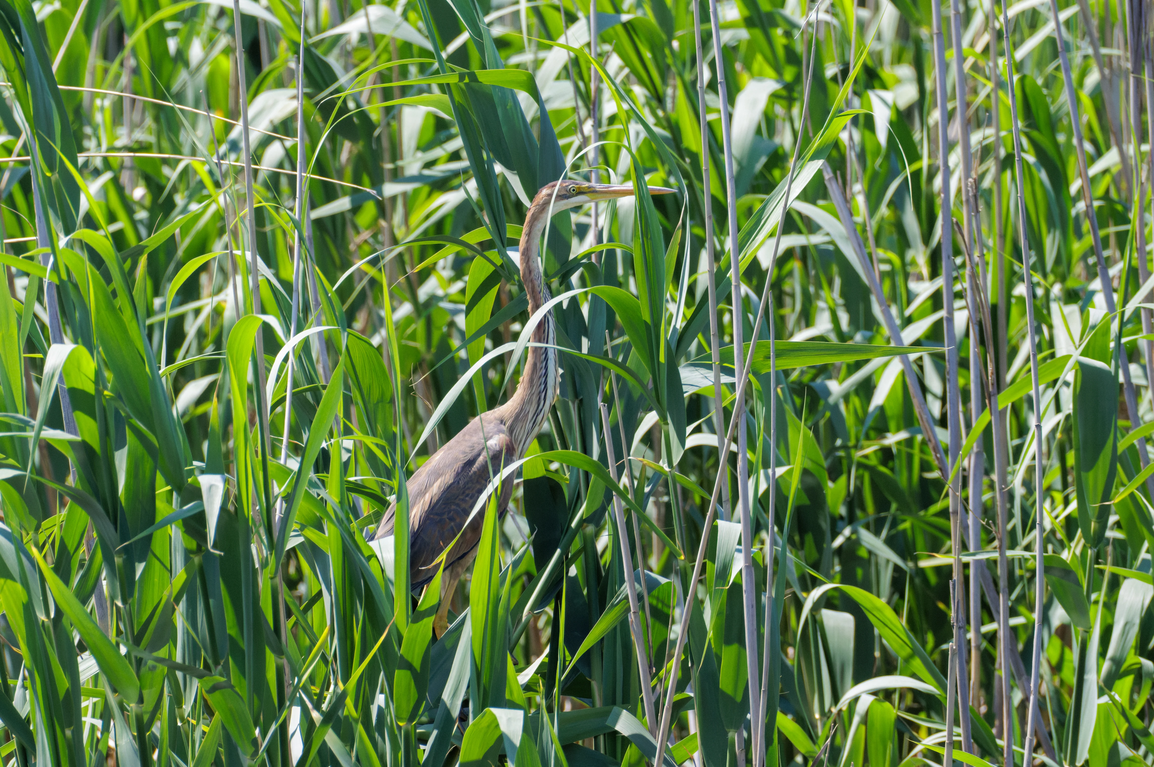 Purple Heron, Danube Delta, Romania — photo by Orlando Prugel-Bennett