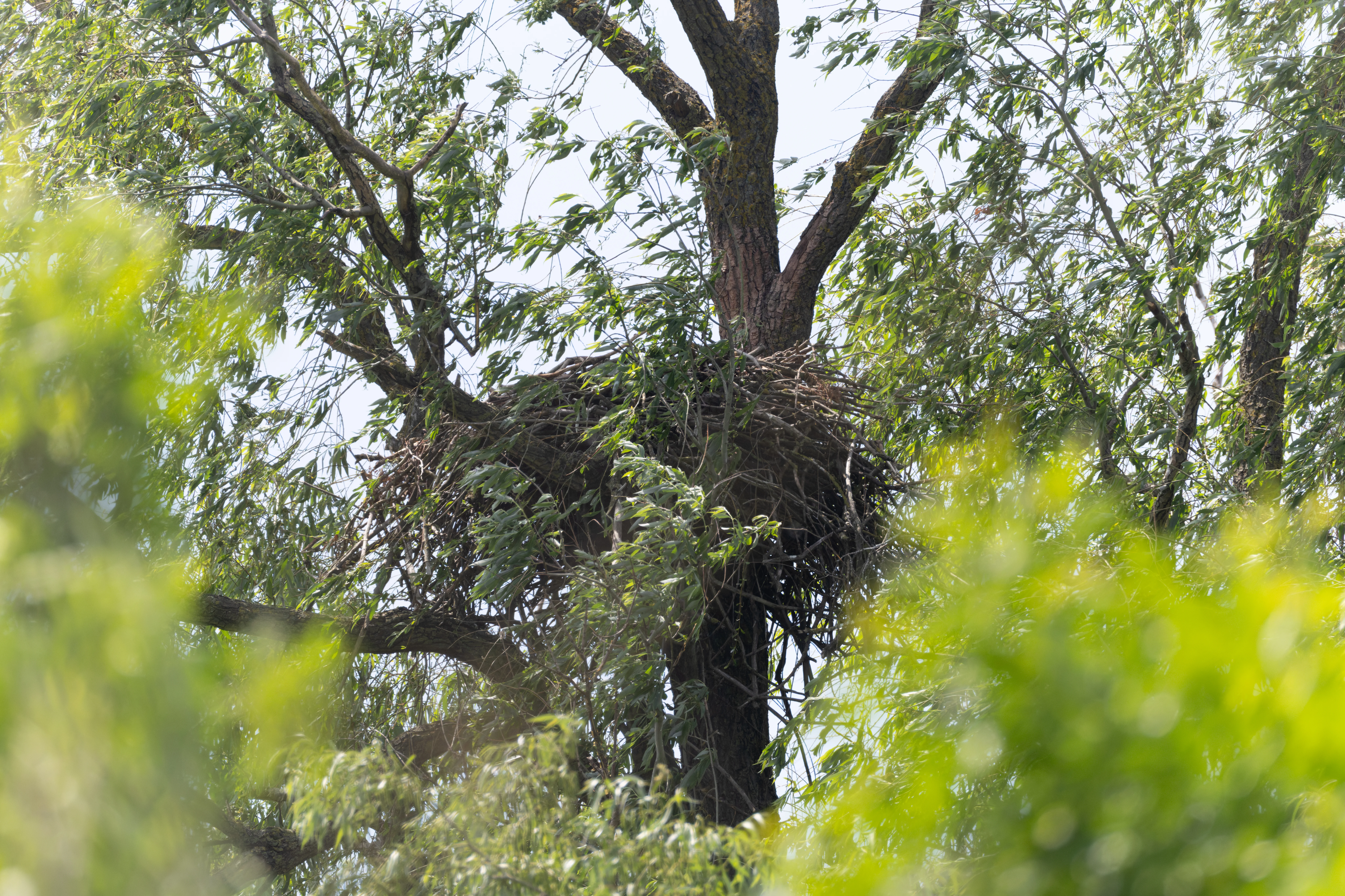 White-tailed Eagle nest, Danube Delta, Romania — photo by Orlando Prugel-Bennett