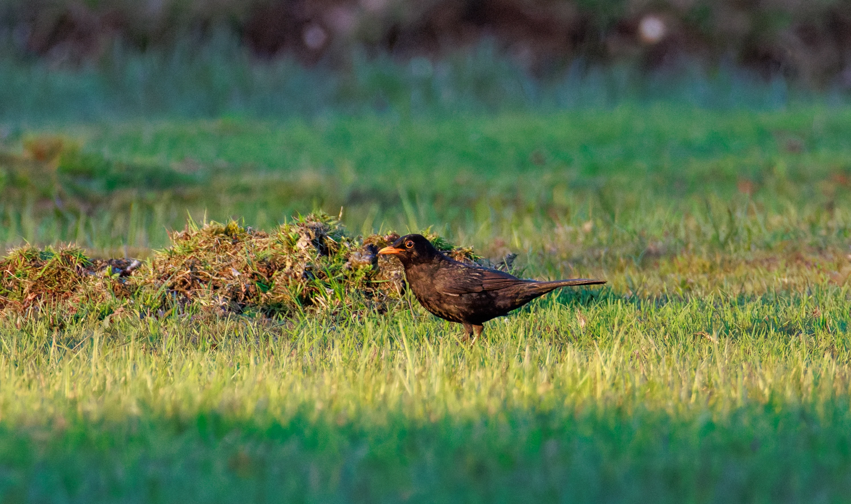Common Blackbird, Pig Bush, Hampshire, UK — photo by Orlando Prugel-Bennett