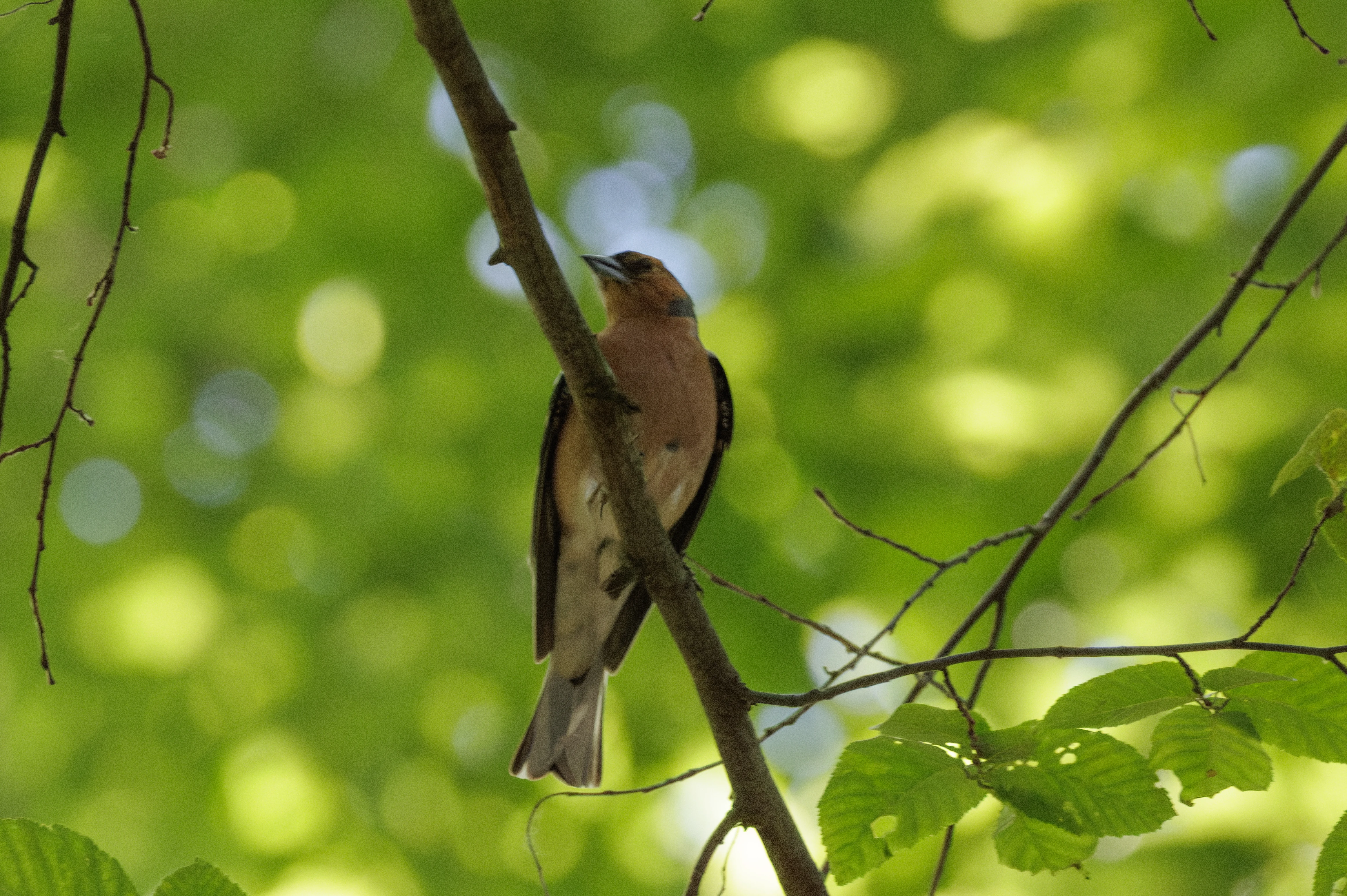 Chaffinch, Romanian Steppe, Romania — photo by Orlando Prugel-Bennett