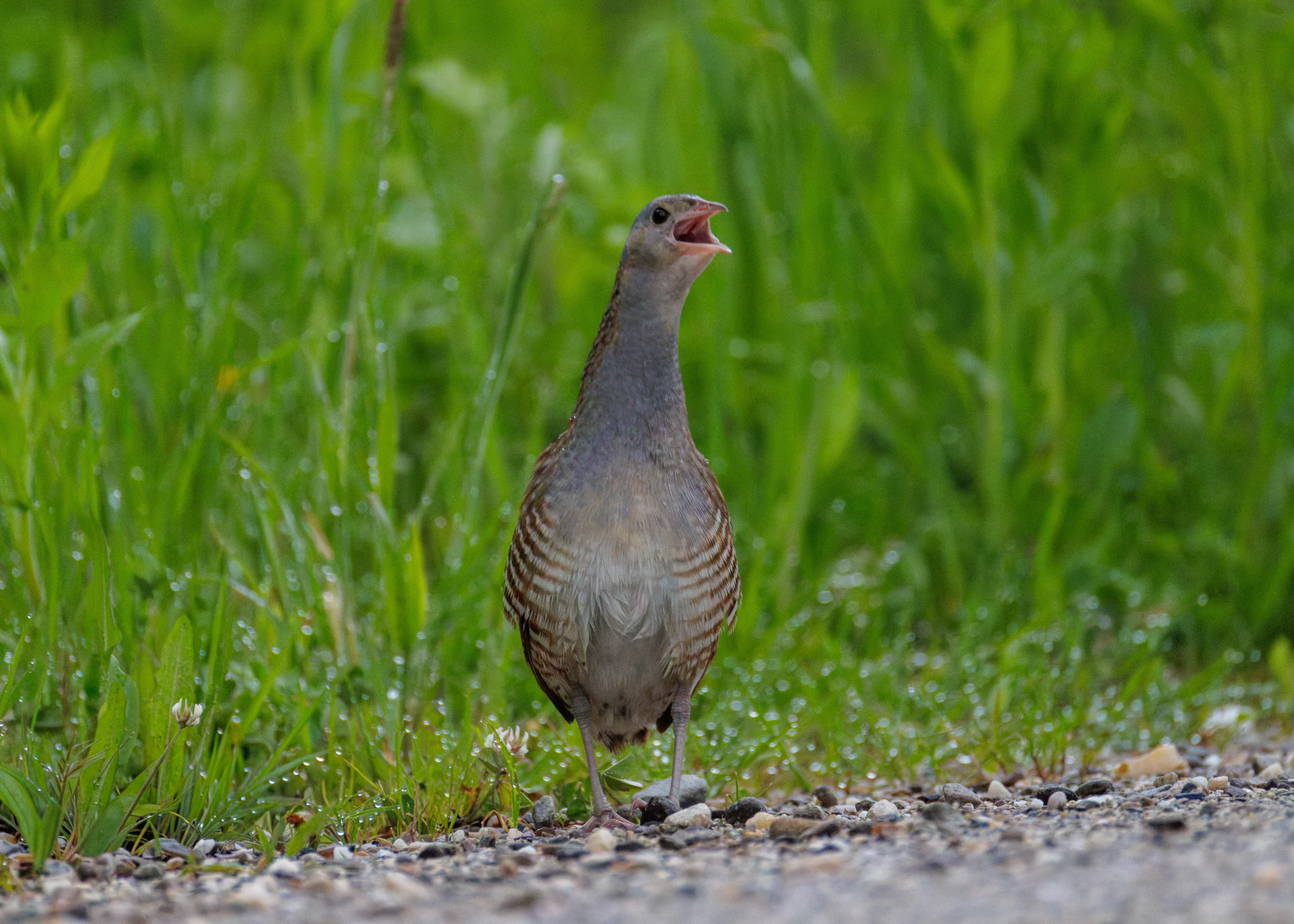 Corncrake, Transylvania, Romania — photo by Orlando Prugel-Bennett