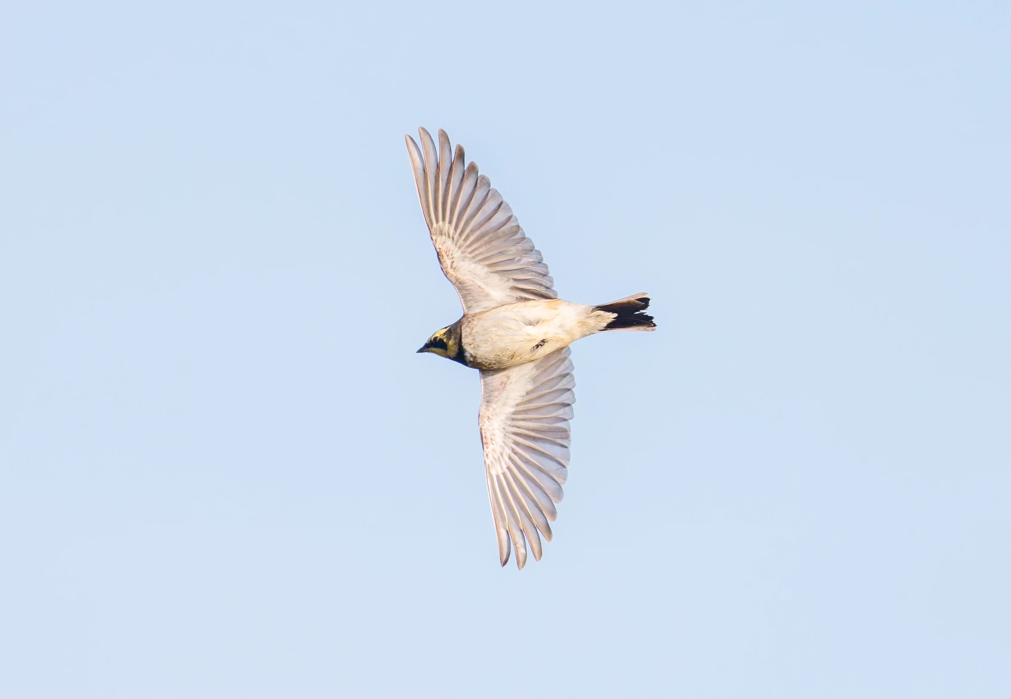 Shore Lark, Zeeland, Netherlands — photo by Orlando Prugel-Bennett