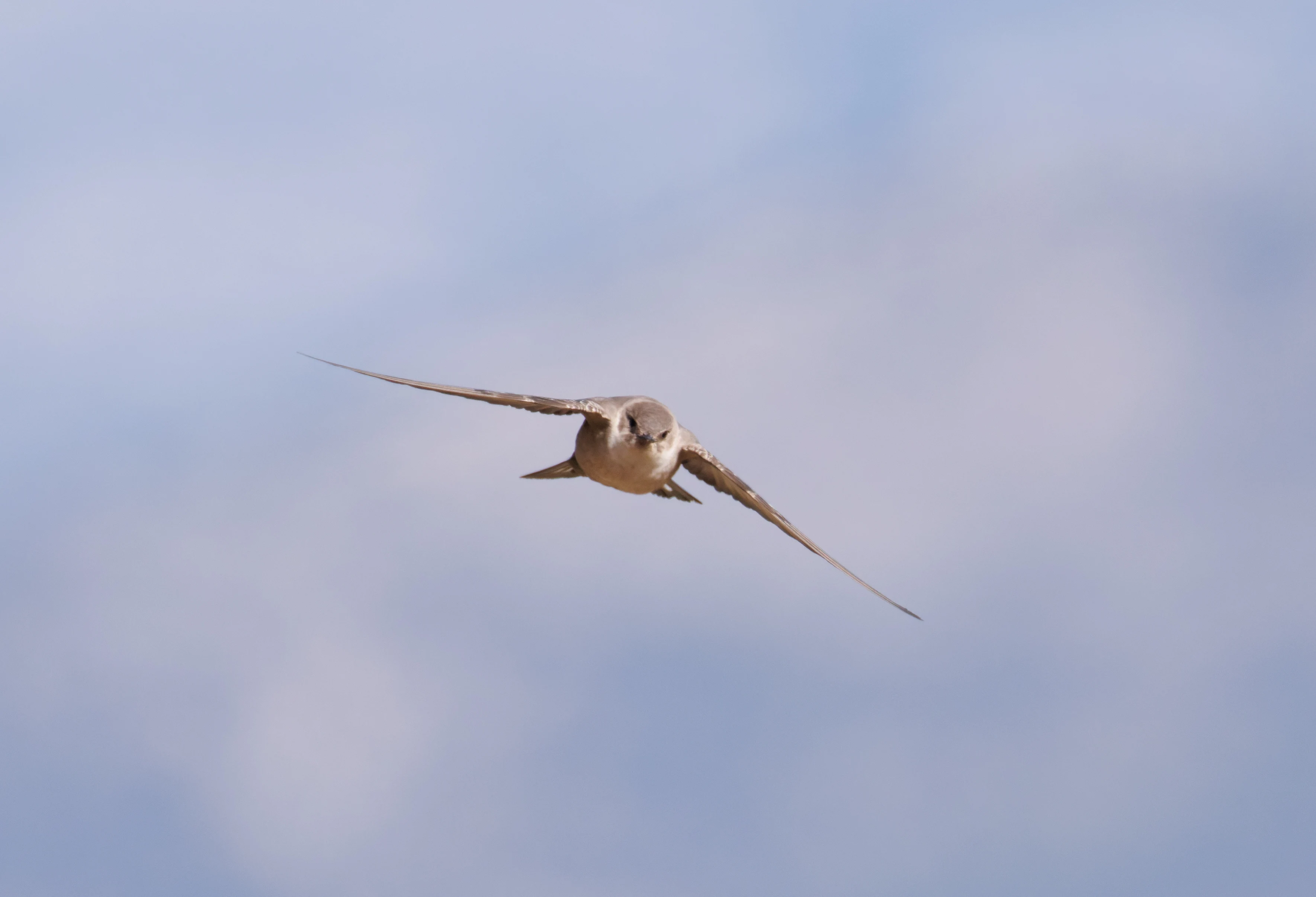 Crag Martin, Maigmo, Alicante, Spain — photo by Orlando Prugel-Bennett