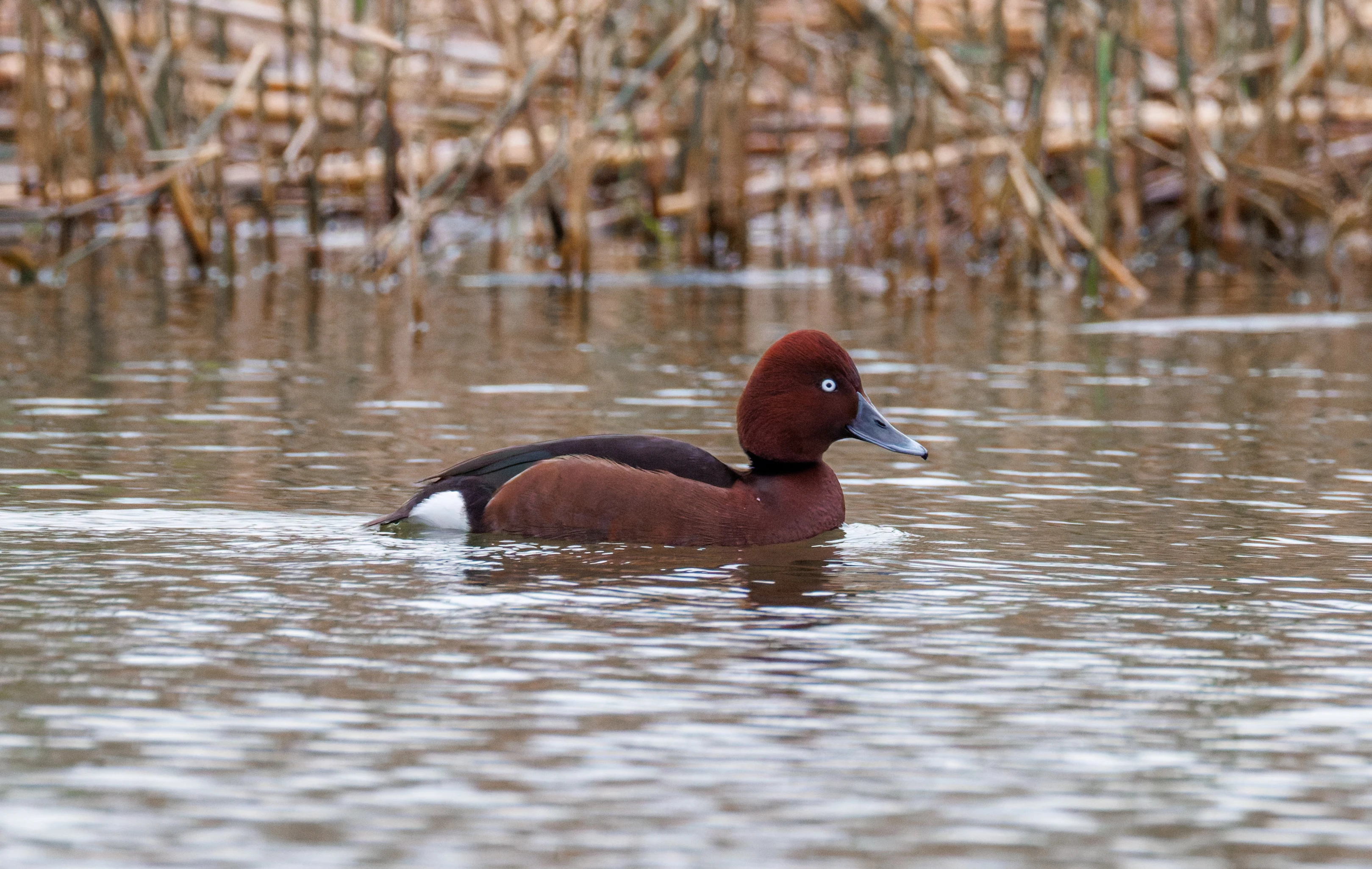 Ferruginous Duck, Clot de Galvany, Alicante, Spain — photo by Orlando Prugel-Bennett