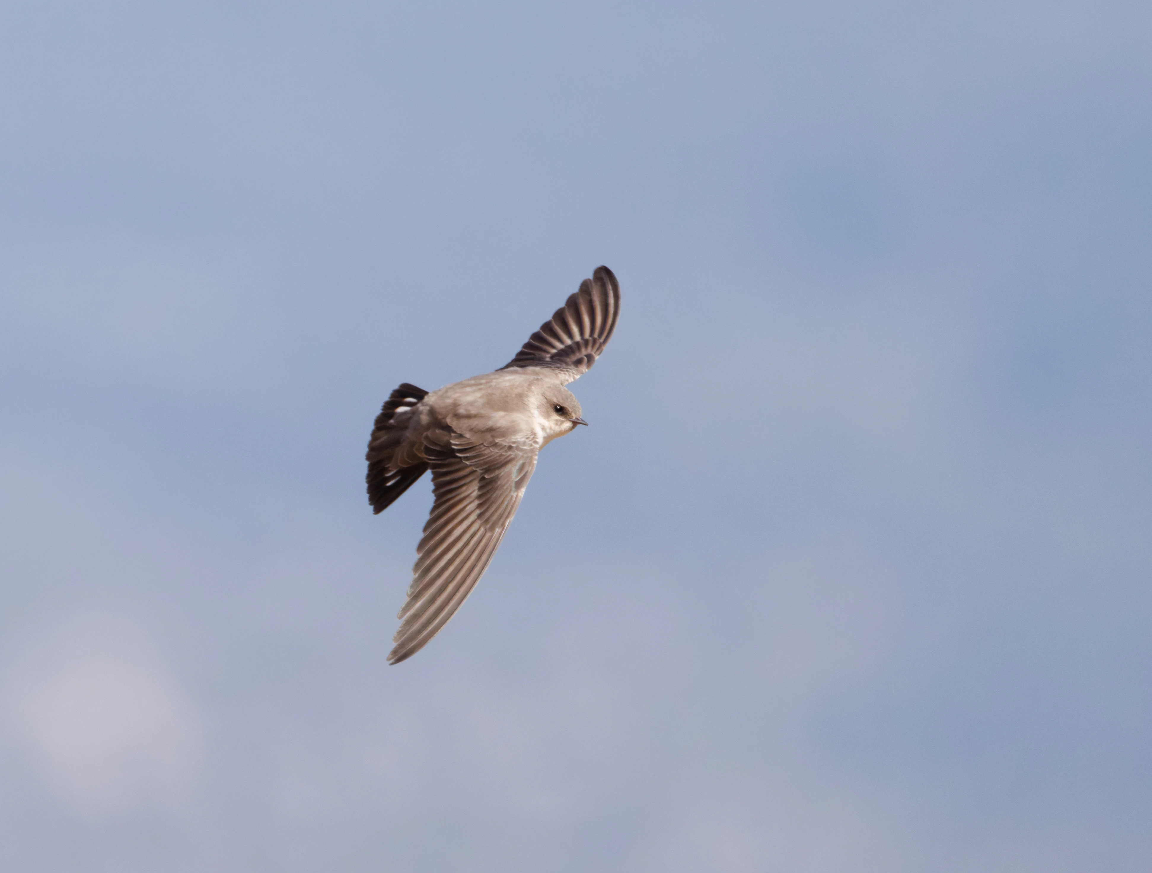 Crag Martin, Maigmo, Alicante, Spain — photo by Orlando Prugel-Bennett
