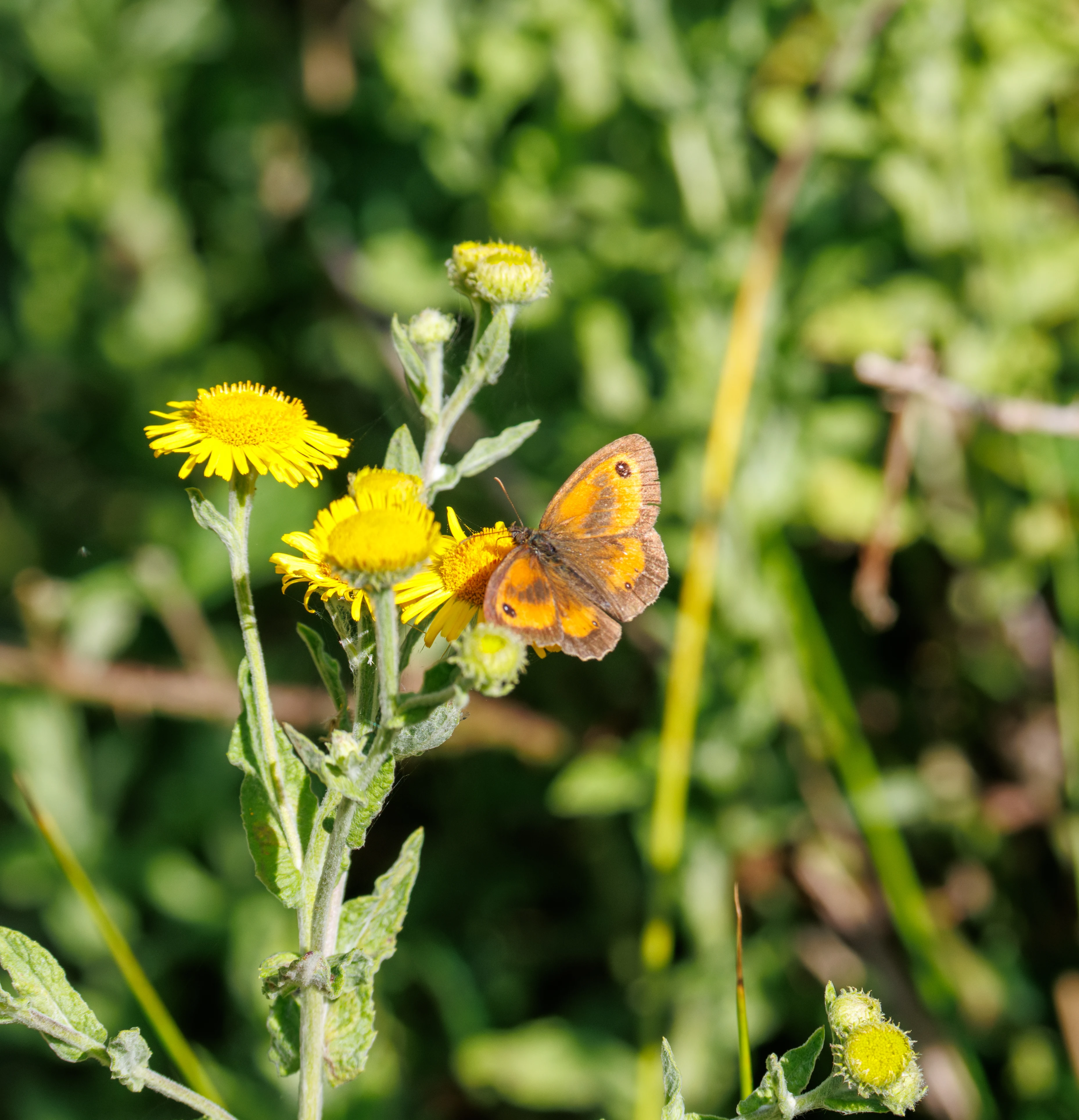 Gatekeeper butterfly on Common Fleabane, Knepp, Horsham, West Sussex, UK — photo by Orlando Prugel-Bennett