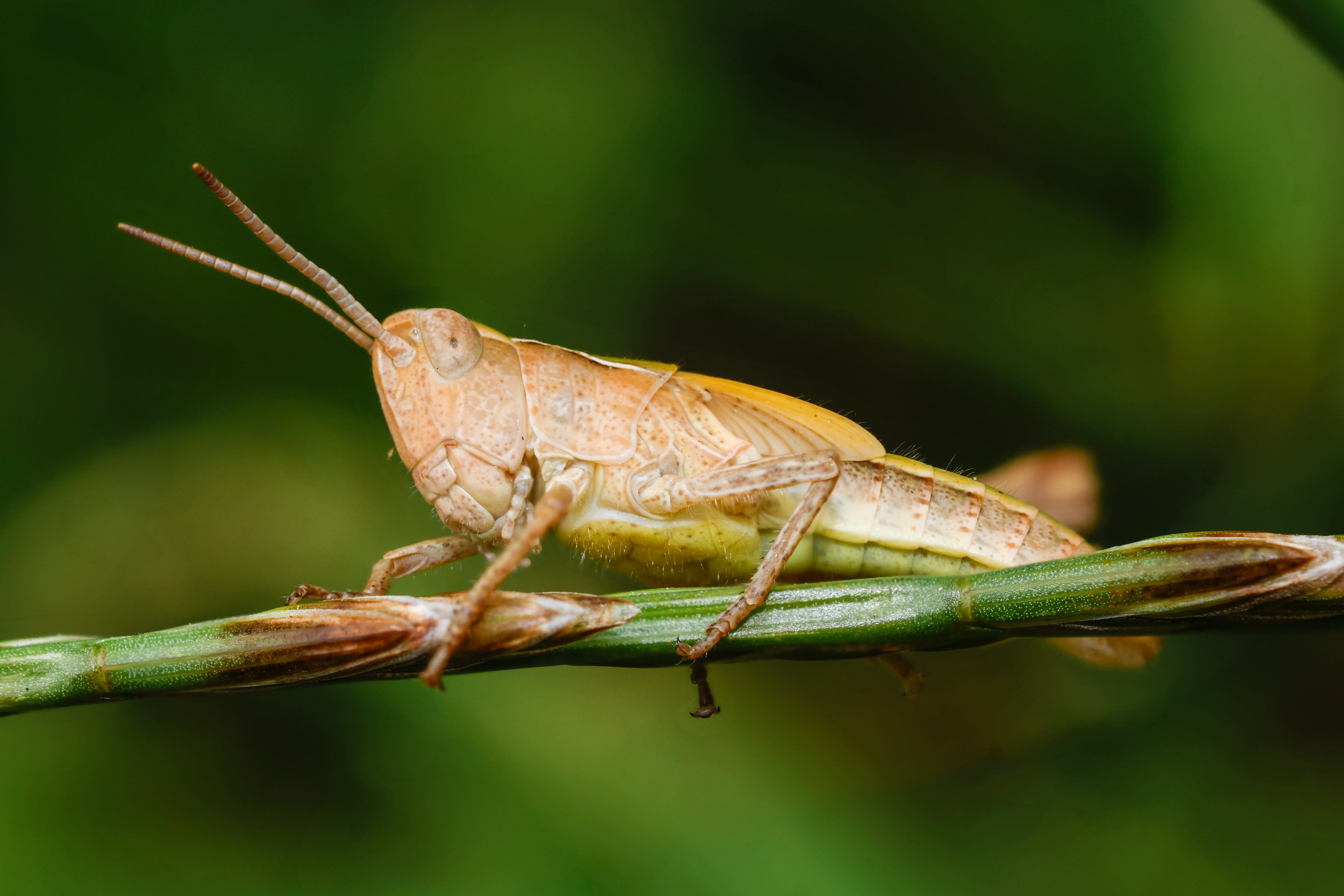 Grasshopper, Eling, Hampshire, UK — photo by Orlando Prugel-Bennett