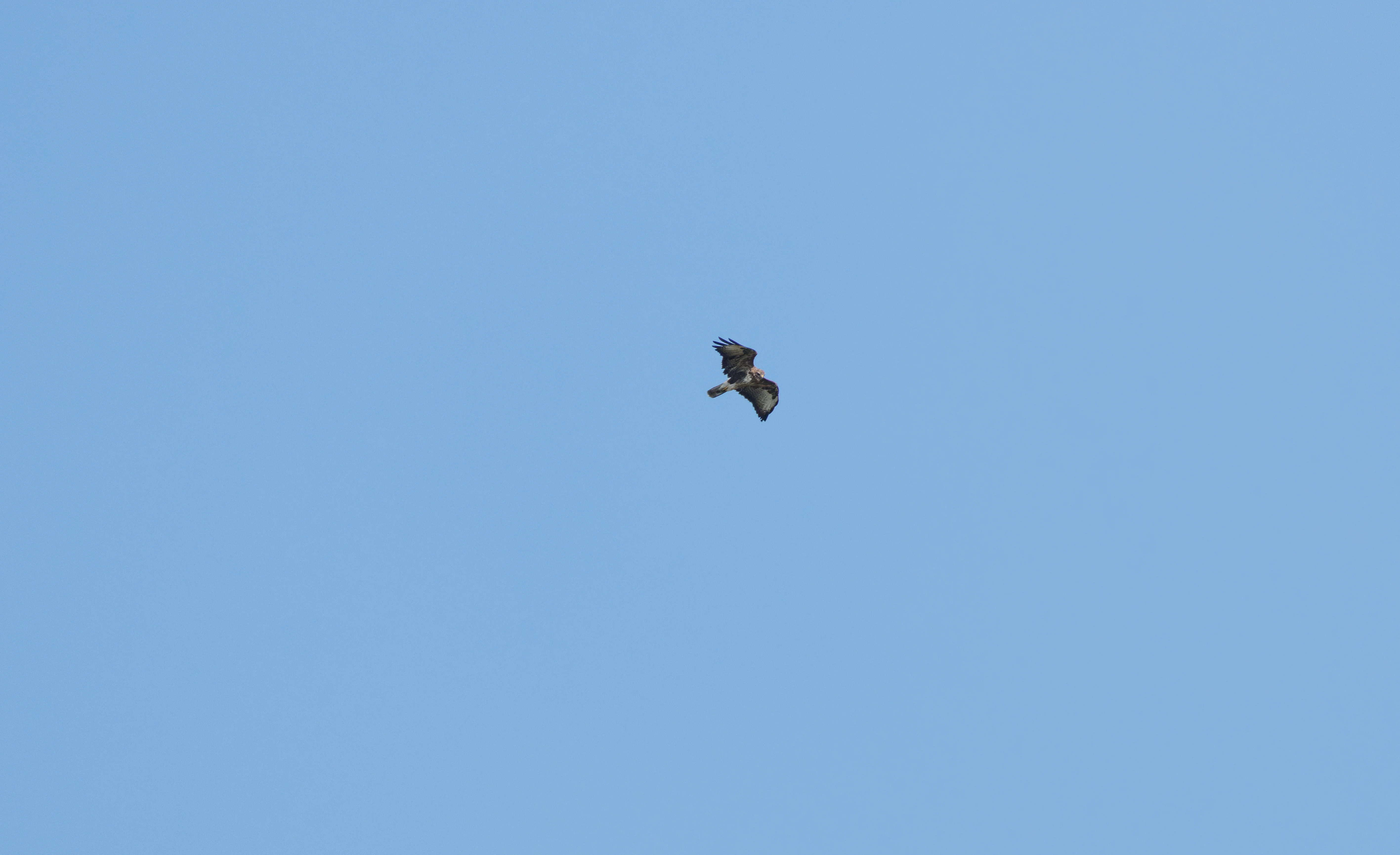 Common Buzzard, Knepp, Horsham, West Sussex, UK — photo by Orlando Prugel-Bennett