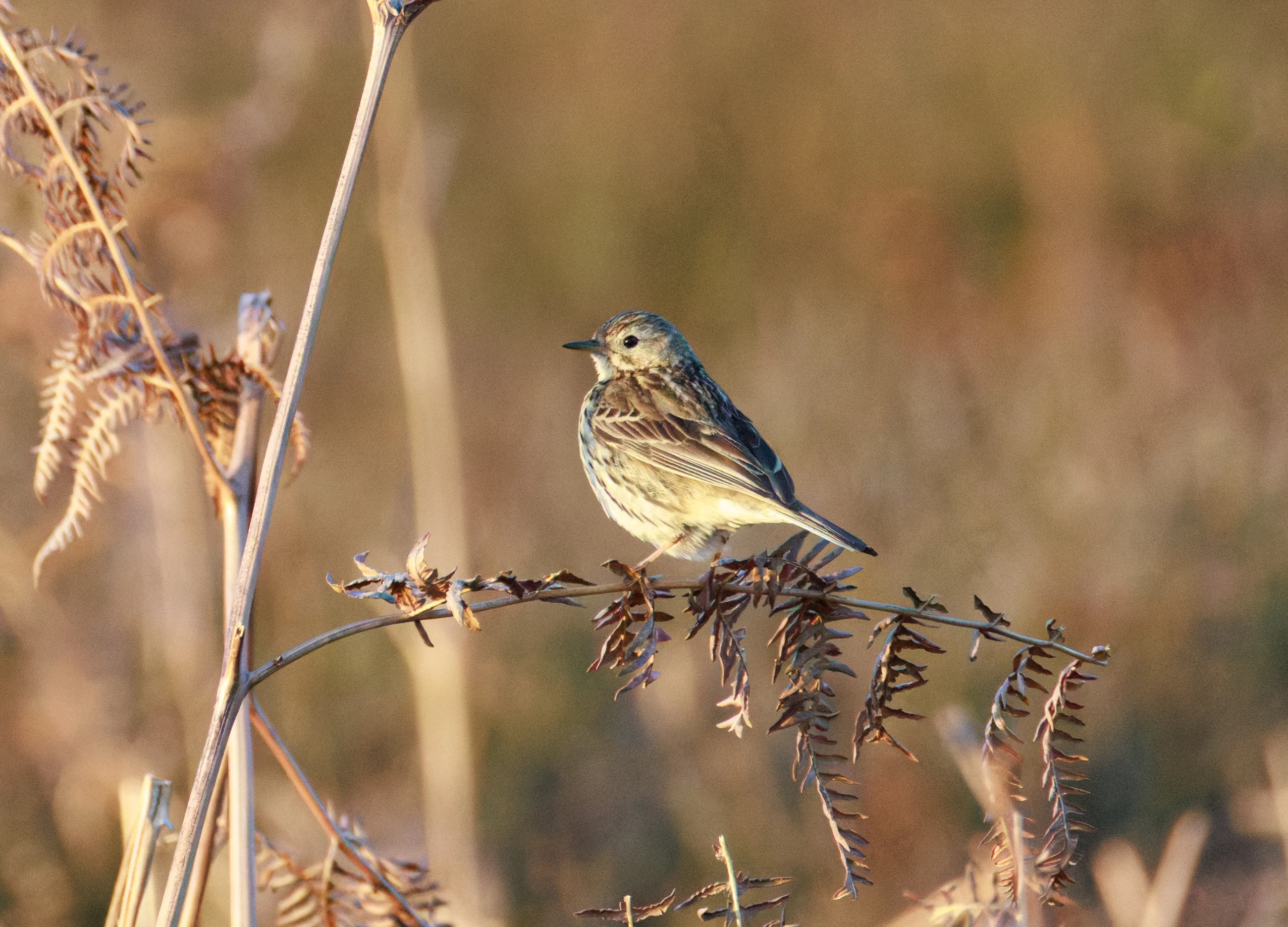 Meadow Pipit, Pig Bush, Hampshire, UK — photo by Orlando Prugel-Bennett