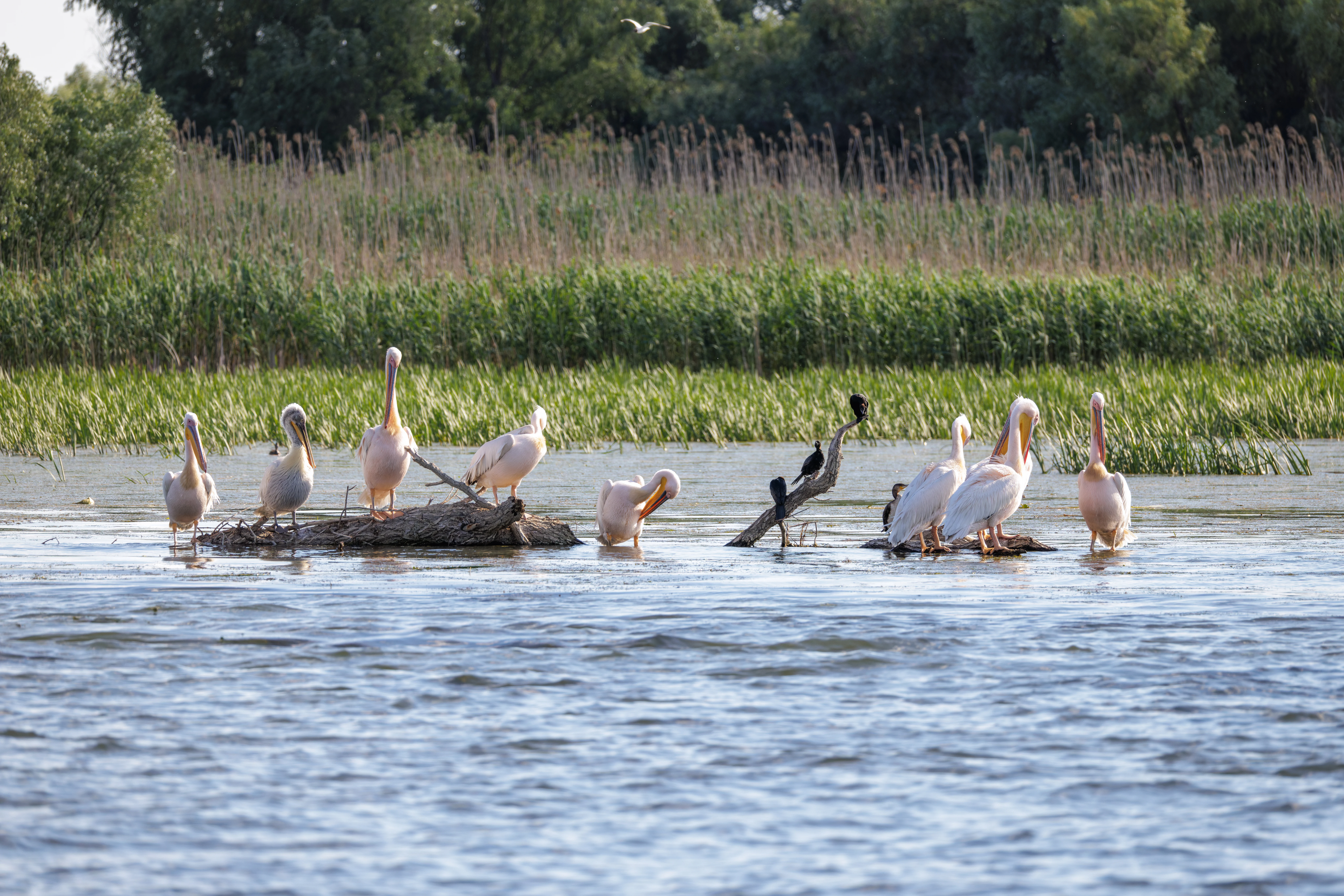 Great White Pelicans and Great Cormorants on river, Danube Delta, Romania — photo by Orlando Prugel-Bennett