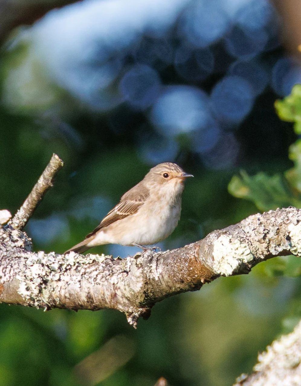 Spotted Flycatcher, Pig Bush, Hampshire, UK — photo by Orlando Prugel-Bennett