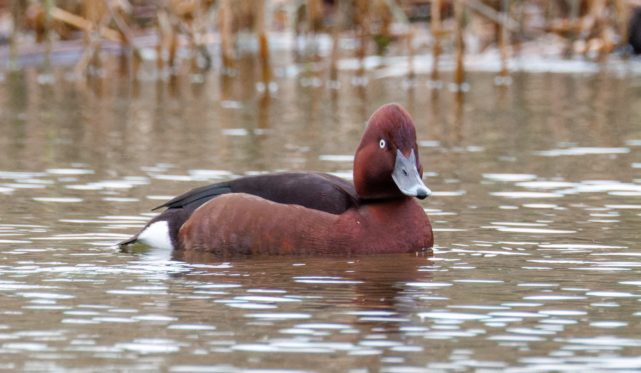 Ferruginous Duck, Clot de Galvany, Alicante, Spain — photo by Orlando Prugel-Bennett
