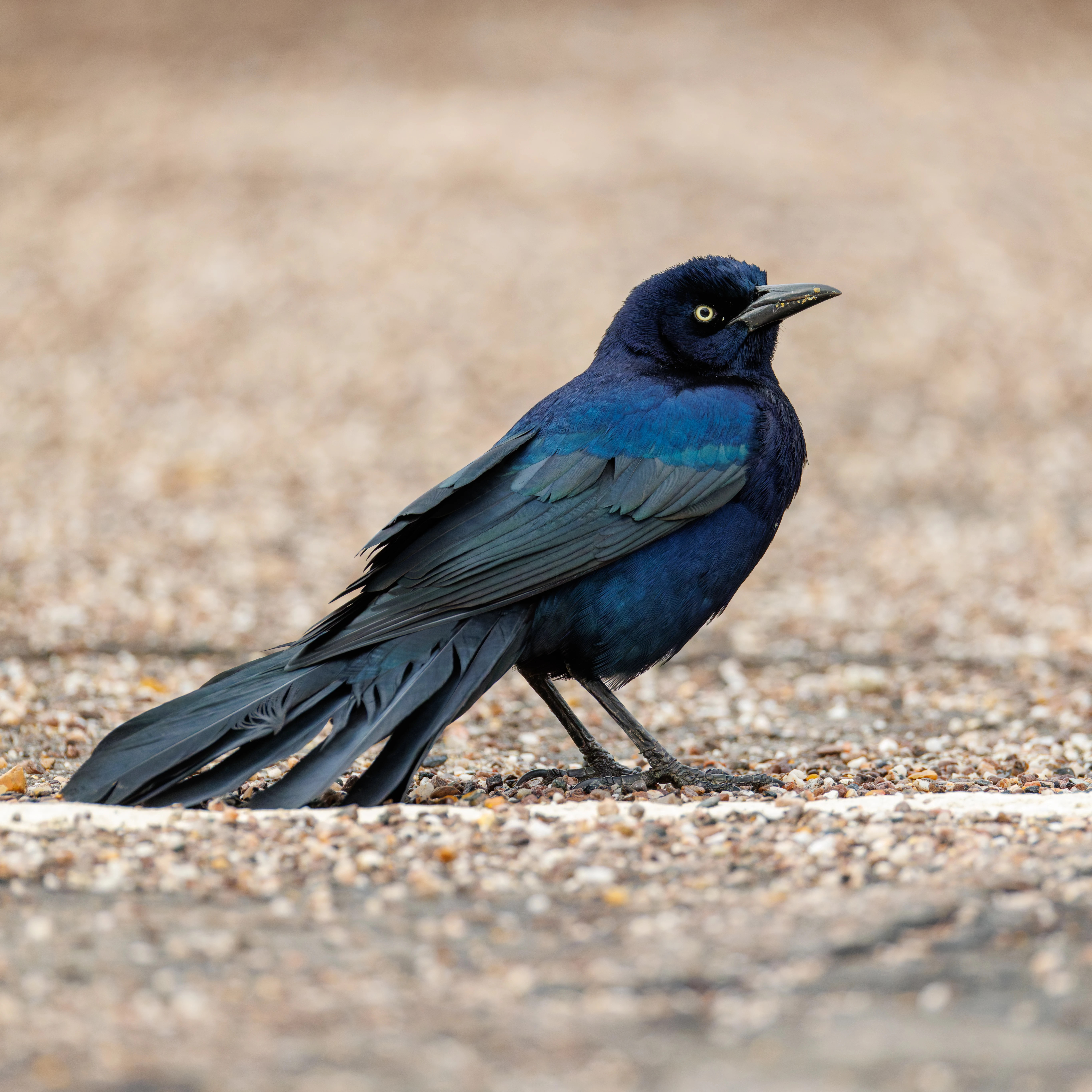 Great-Tailed Grackle, Calshot, Hampshire, UK — photo by Orlando Prugel-Bennett