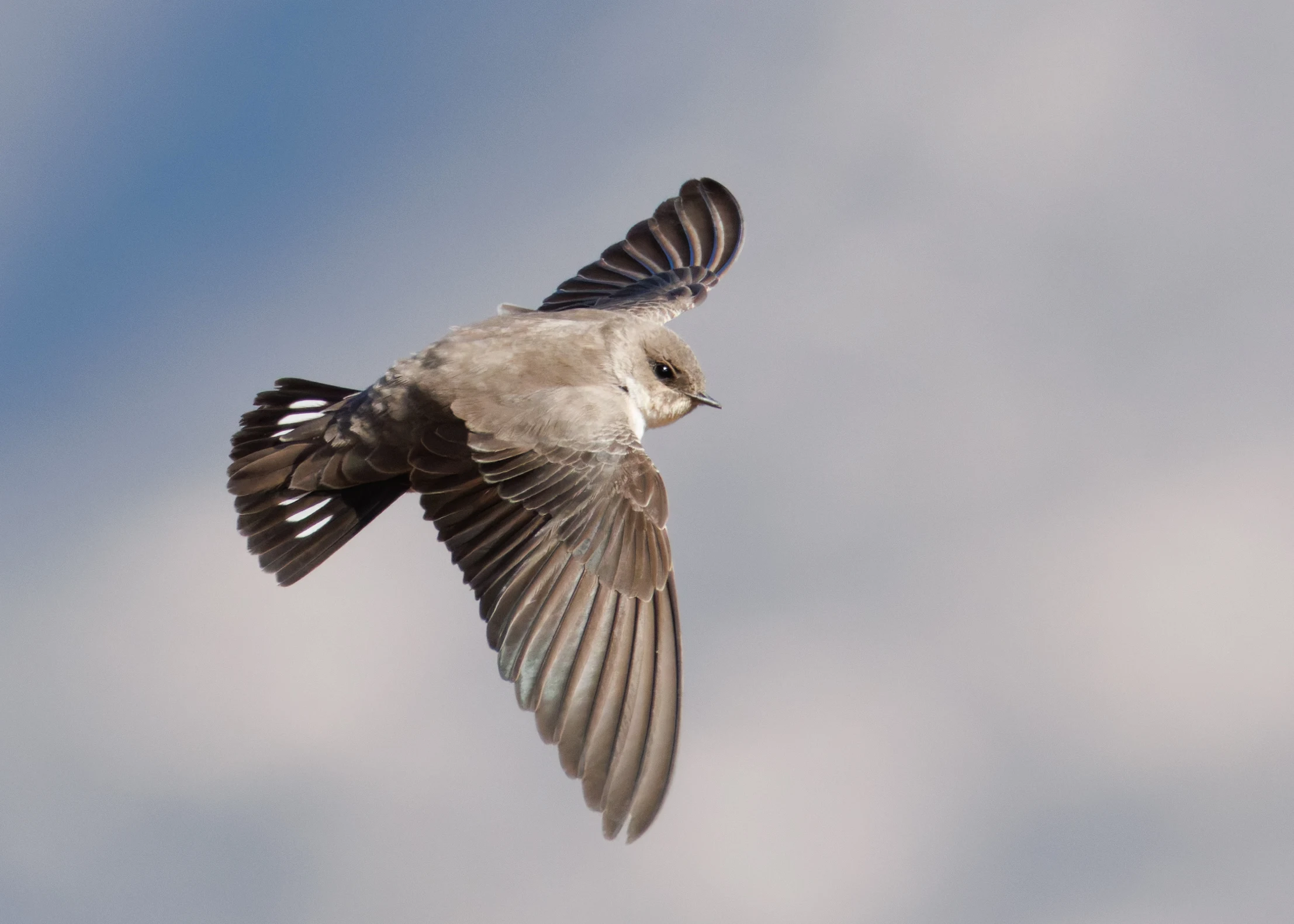 Crag Martin, Maigmo, Alicante, Spain — photo by Orlando Prugel-Bennett