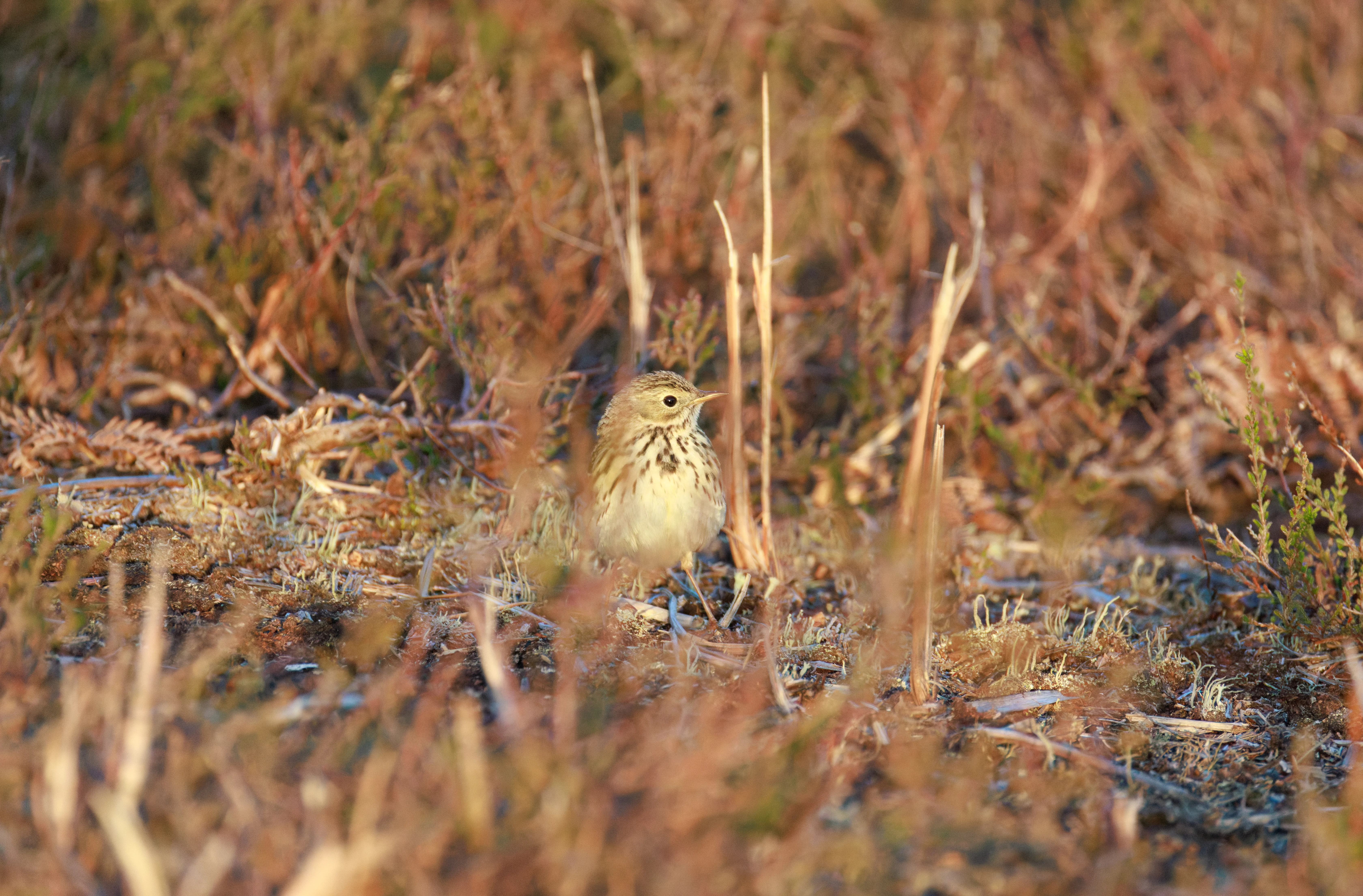 Meadow Pipit, Pig Bush, Hampshire, UK — photo by Orlando Prugel-Bennett