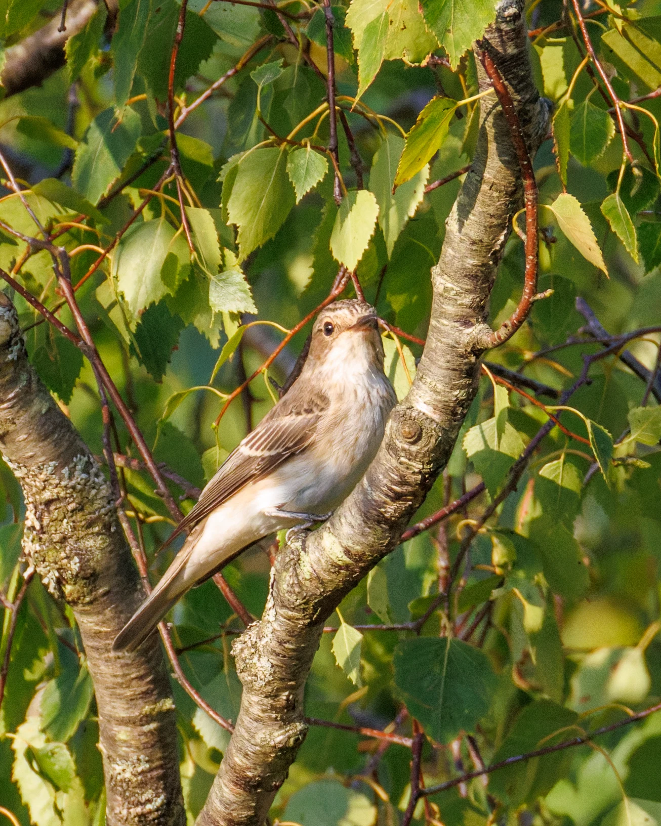 Spotted Flycatcher, Pig Bush, Hampshire, UK — photo by Orlando Prugel-Bennett