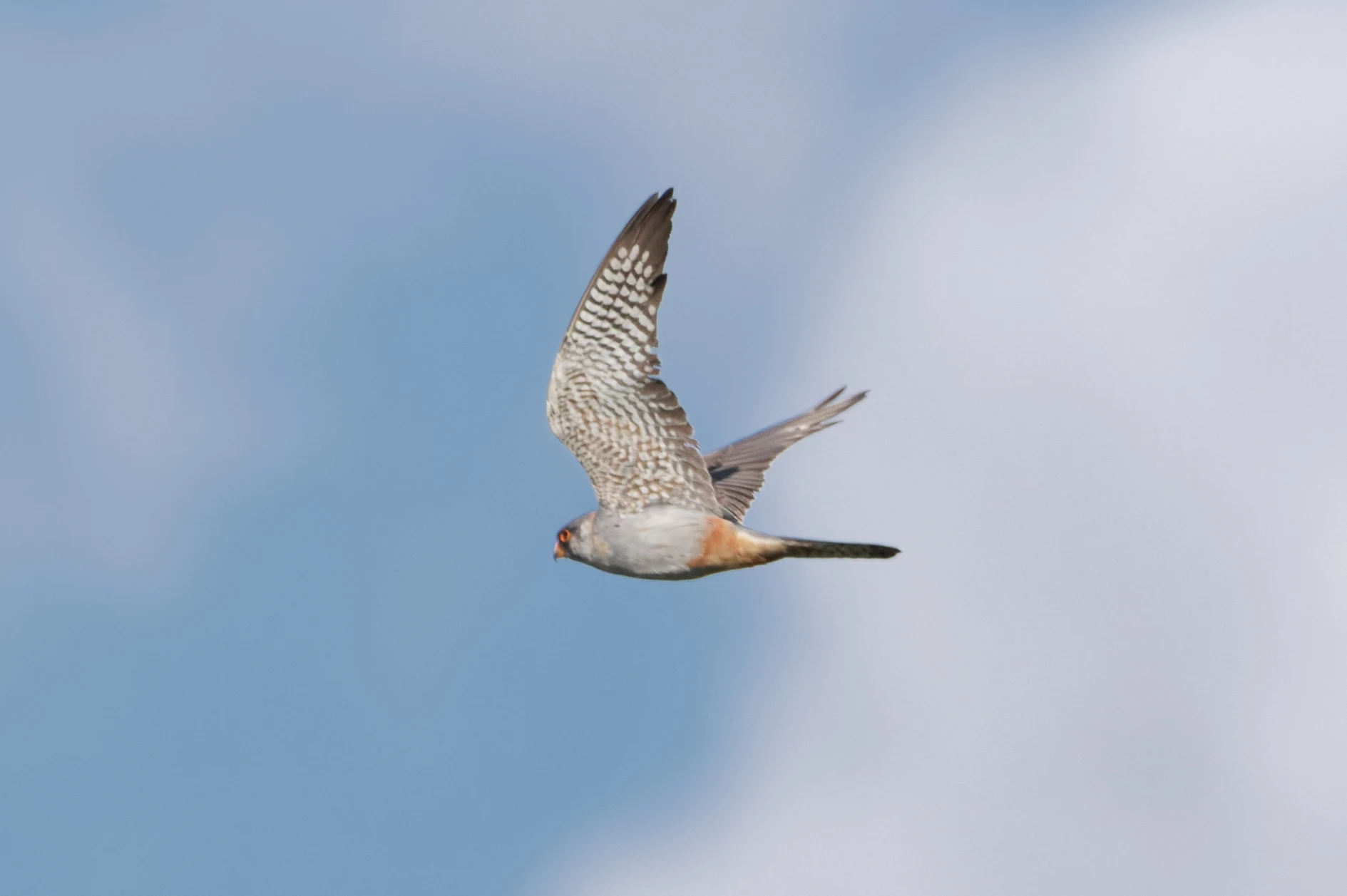 Eurasian Hobby, Danube Delta, Romania — photo by Orlando Prugel-Bennett