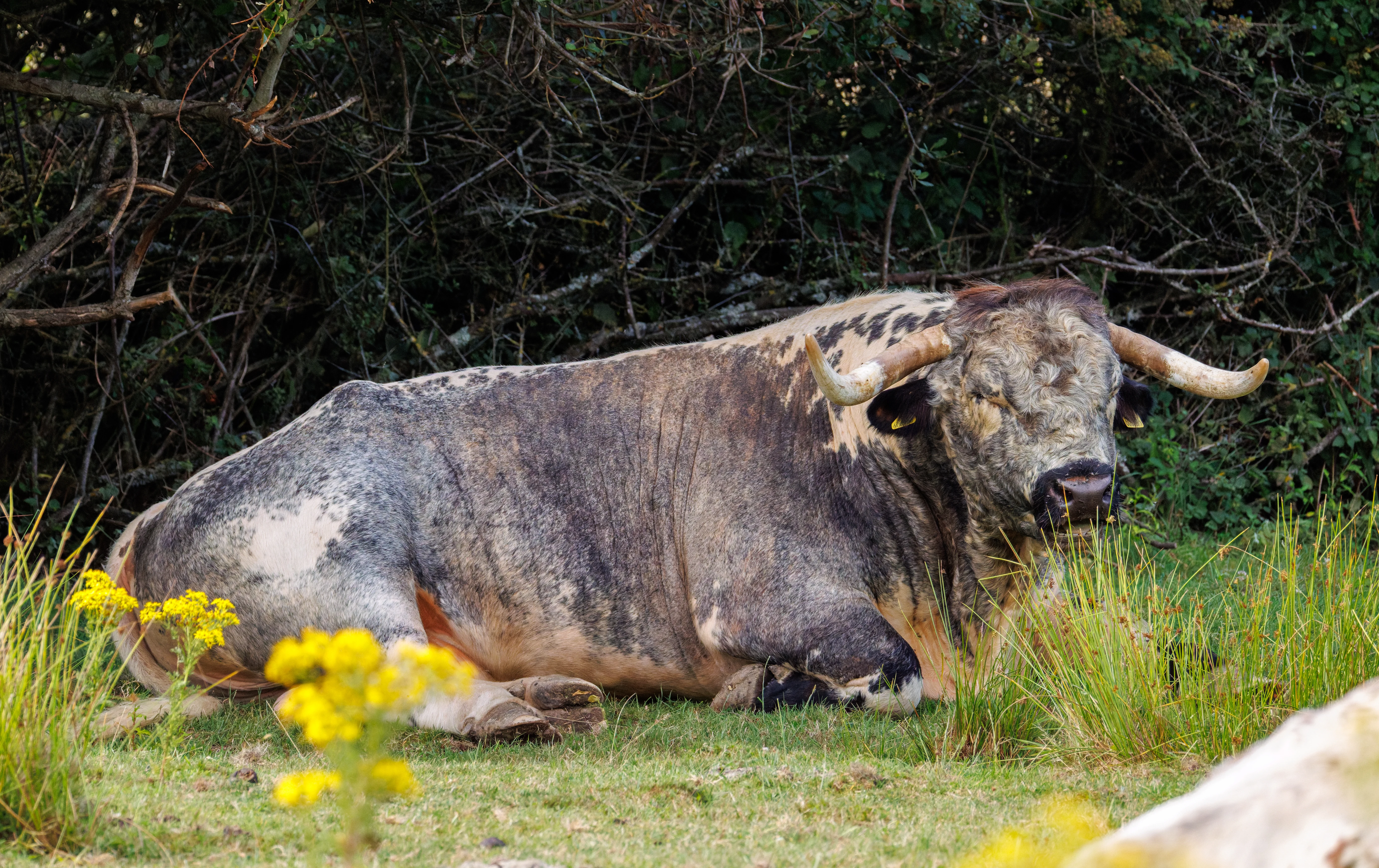 Longhorn Cattle, Knepp, Horsham, West Sussex, UK — photo by Orlando Prugel-Bennett
