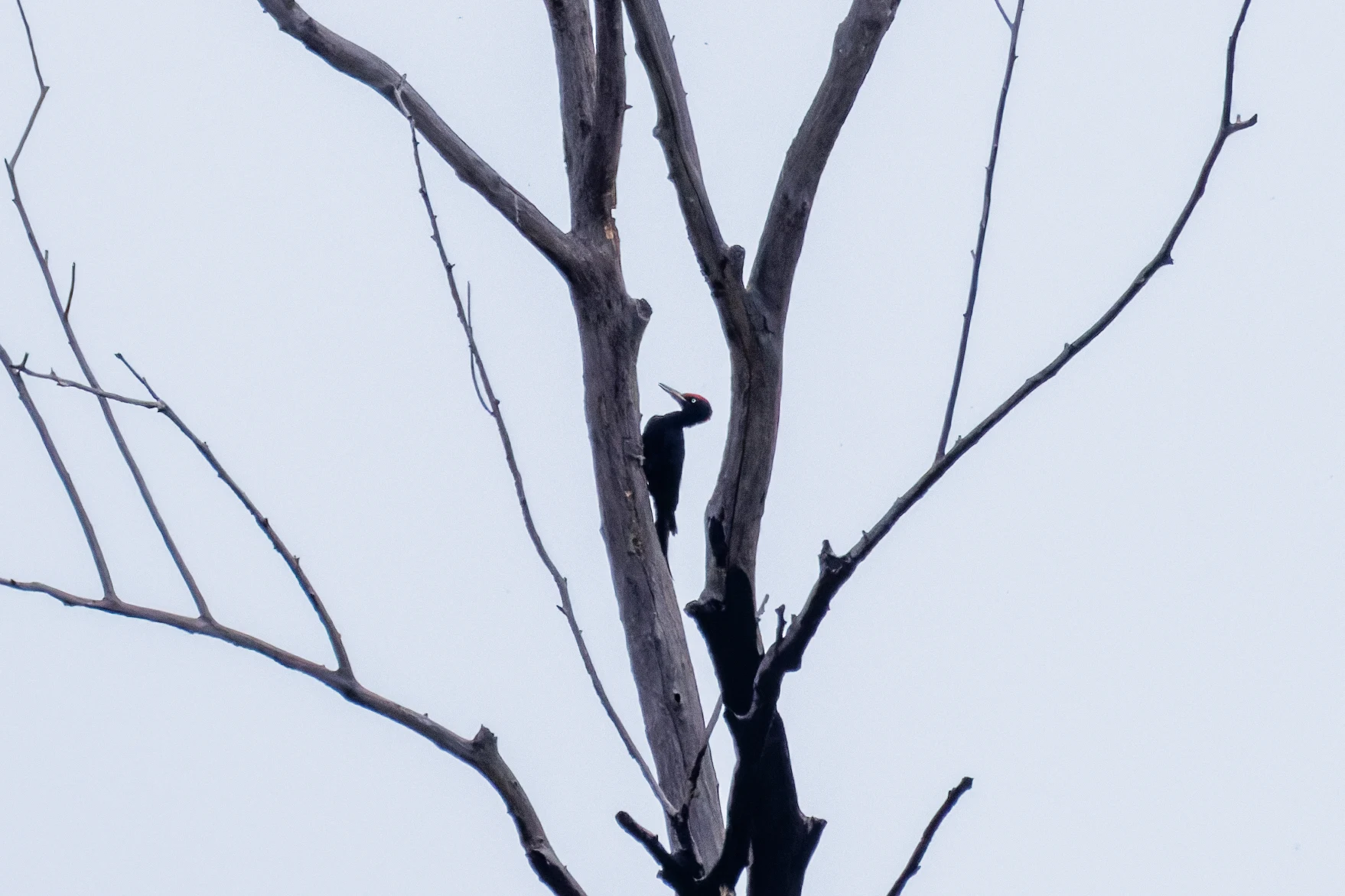 Black Woodpecker, Danube Delta, Romania — photo by Orlando Prugel-Bennett