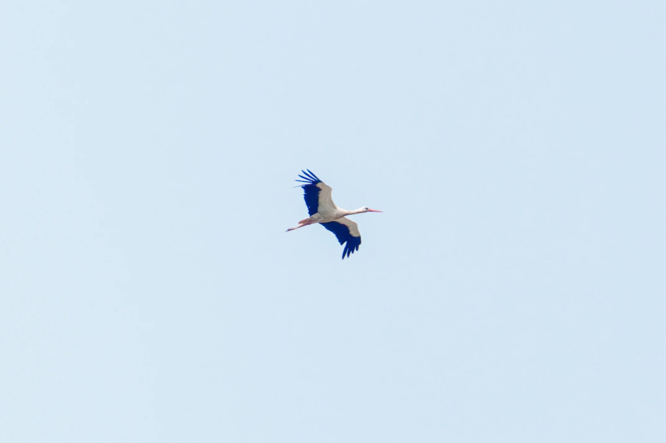 White Stork, Romania — photo by Orlando Prugel-Bennett